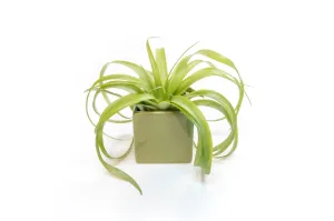 Avocado Green Ceramic Cube Container with Assorted Large Tillandsia Air Plant