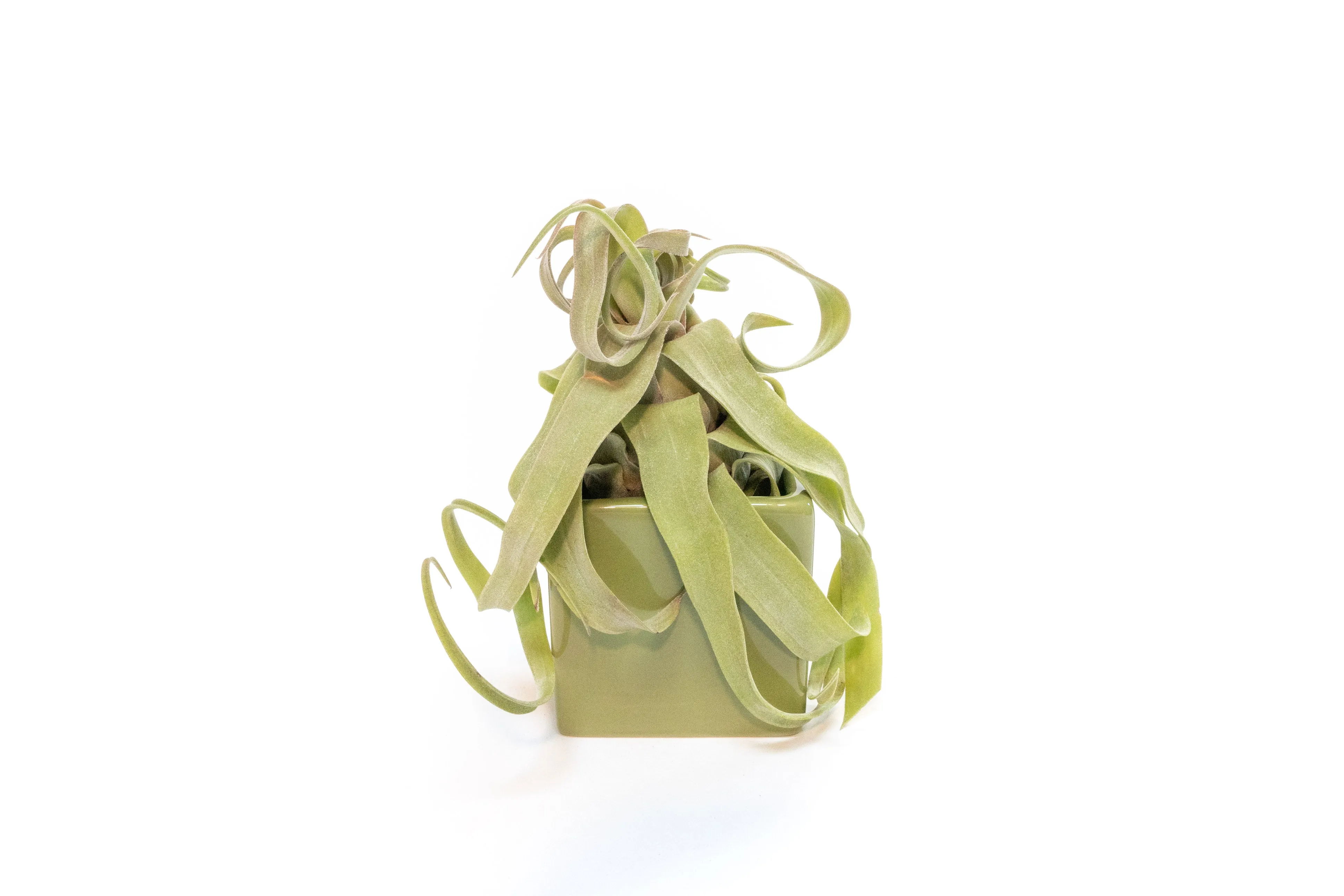 Avocado Green Ceramic Cube Container with Assorted Large Tillandsia Air Plant