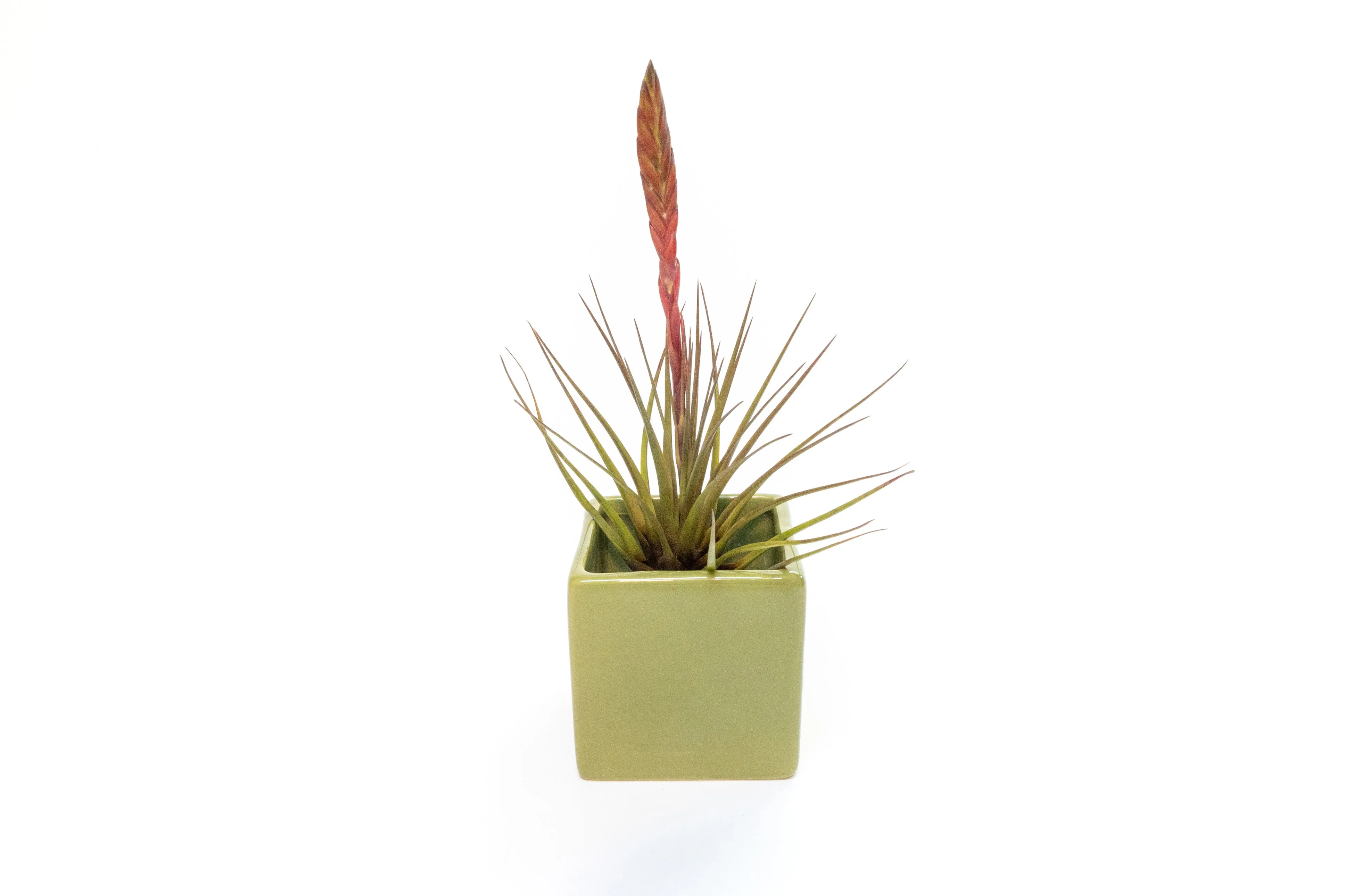 Avocado Green Ceramic Cube Container with Assorted Large Tillandsia Air Plant