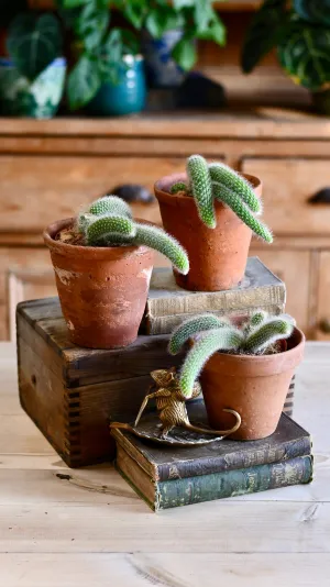 Baby Hildenwintera Colademononis or Monkey Tail Cactus