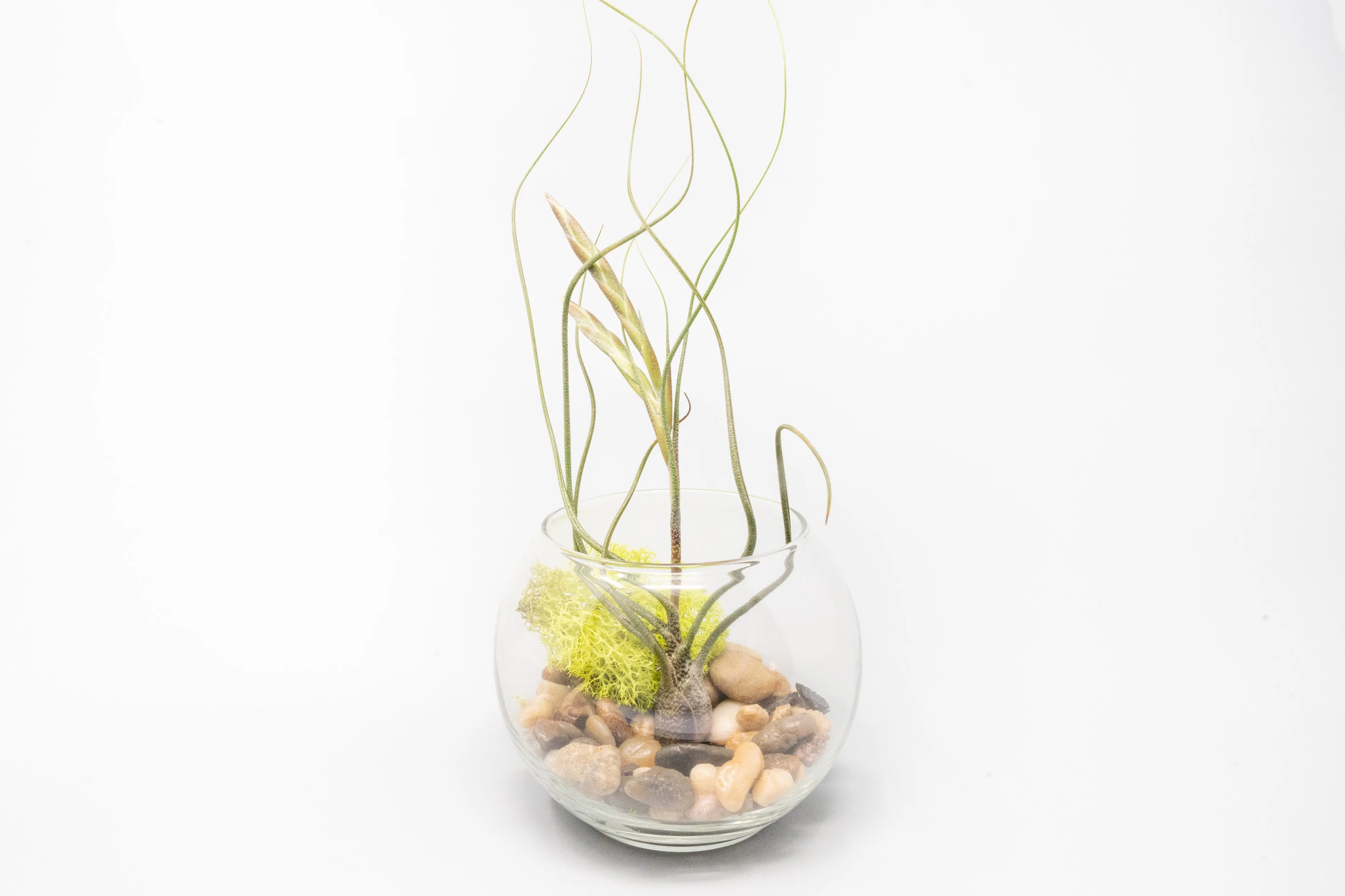 Complete Bubble Trio Terrariums with Tillandsia Juncea, Butzii, and Harrisii Air Plants