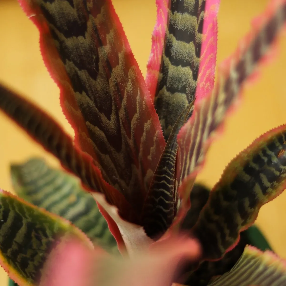 Cryptanthus Bivittatus 'Elaine' - Various Sizes