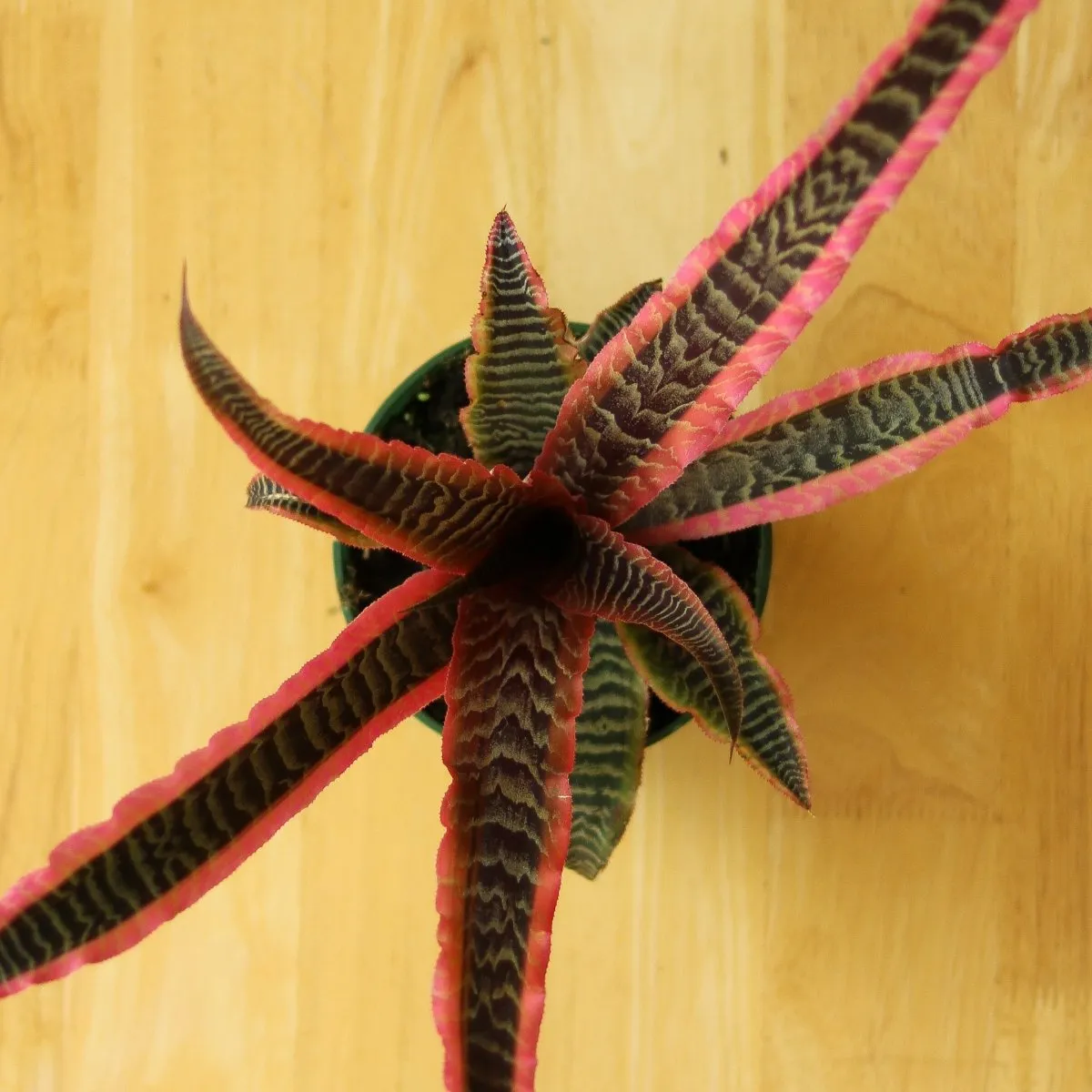 Cryptanthus Bivittatus 'Elaine' - Various Sizes