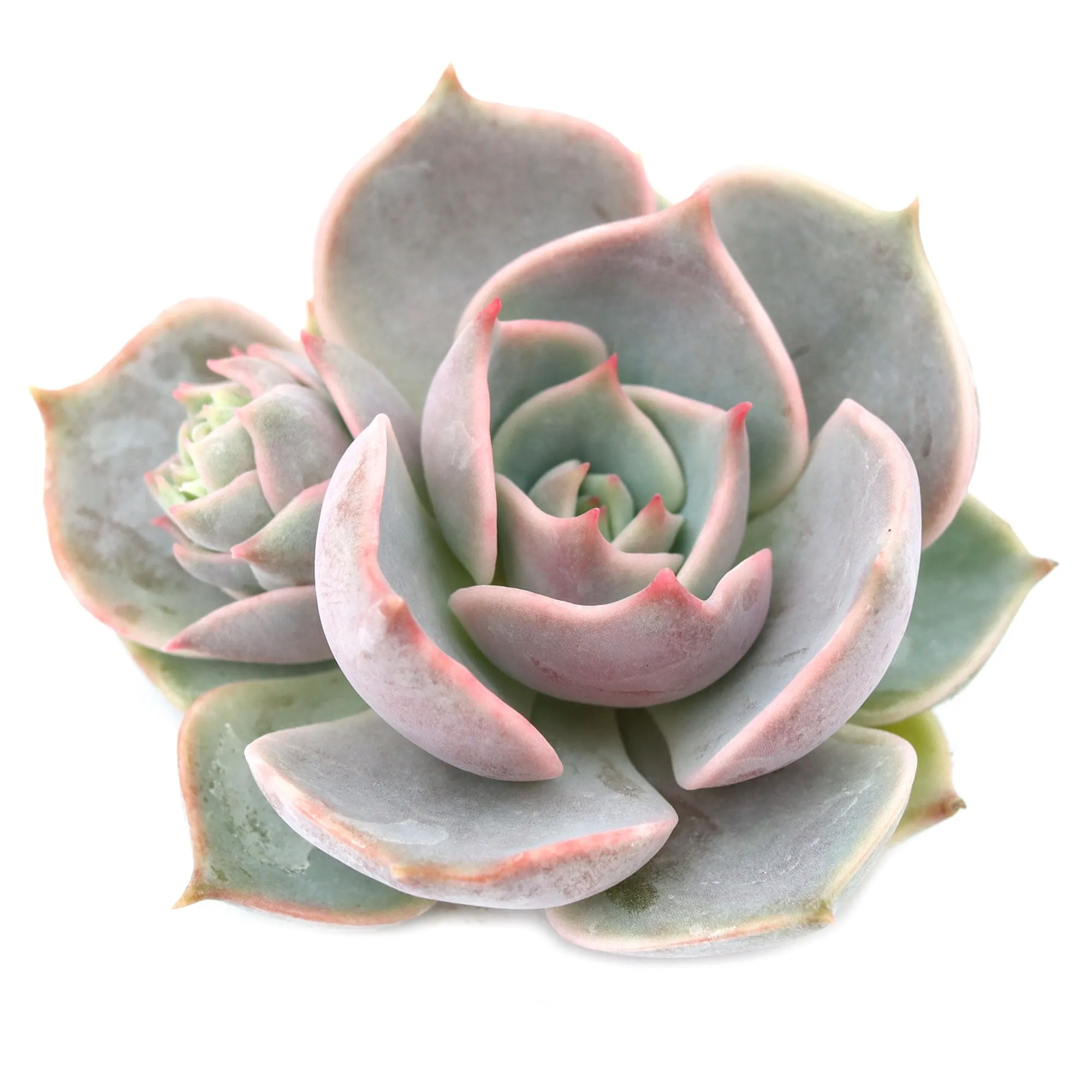 Echeveria 'Elora'