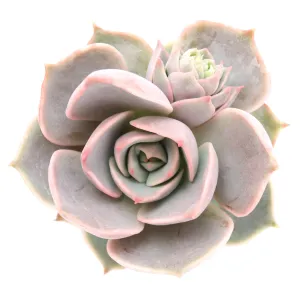 Echeveria 'Elora'