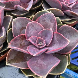 Echeveria 'Perle von Nurnberg'