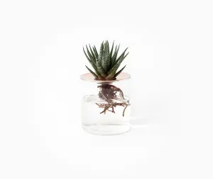 Lid Vision Glass Terrarium - Large