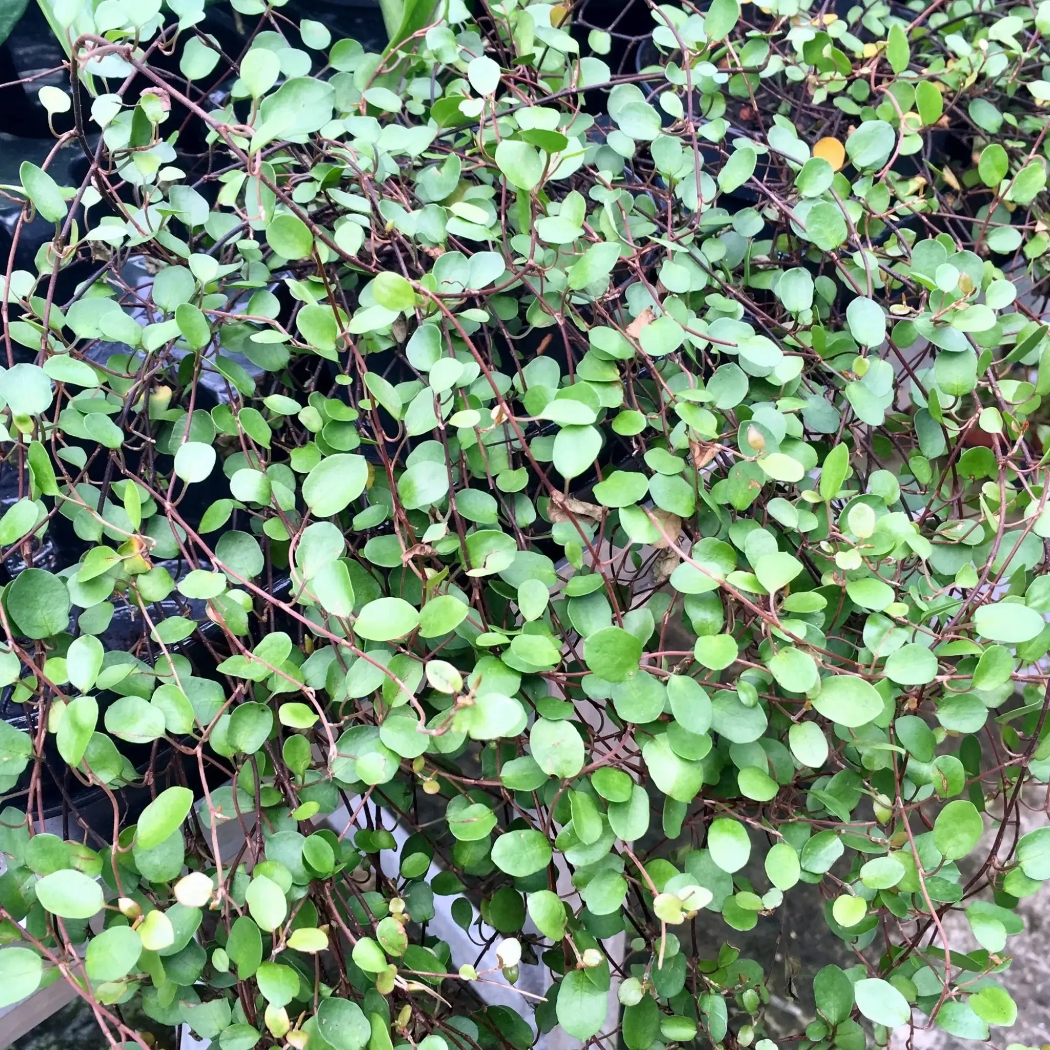 Maidenhair Vine (Muehlenbeckia complexa)