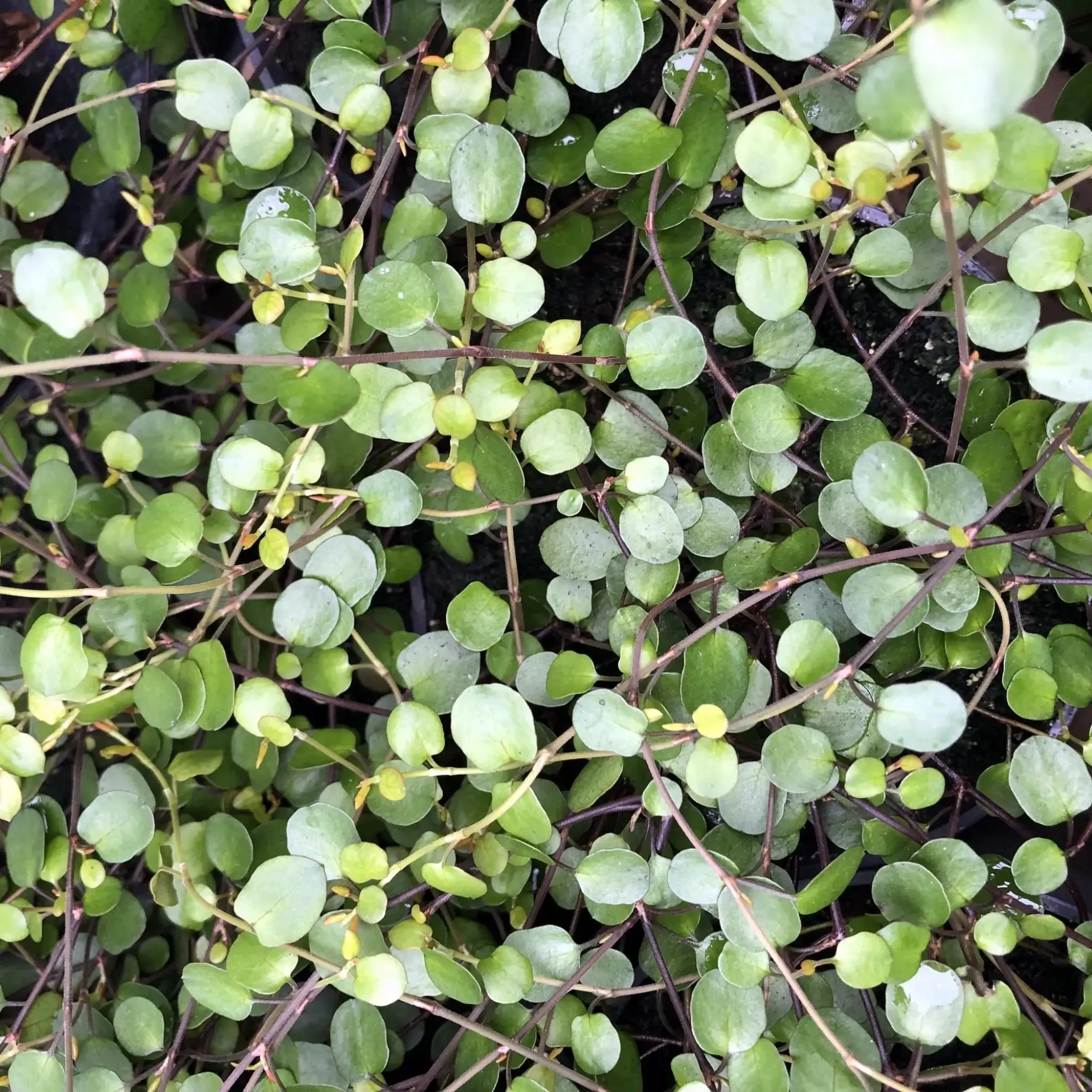 Maidenhair Vine (Muehlenbeckia complexa)