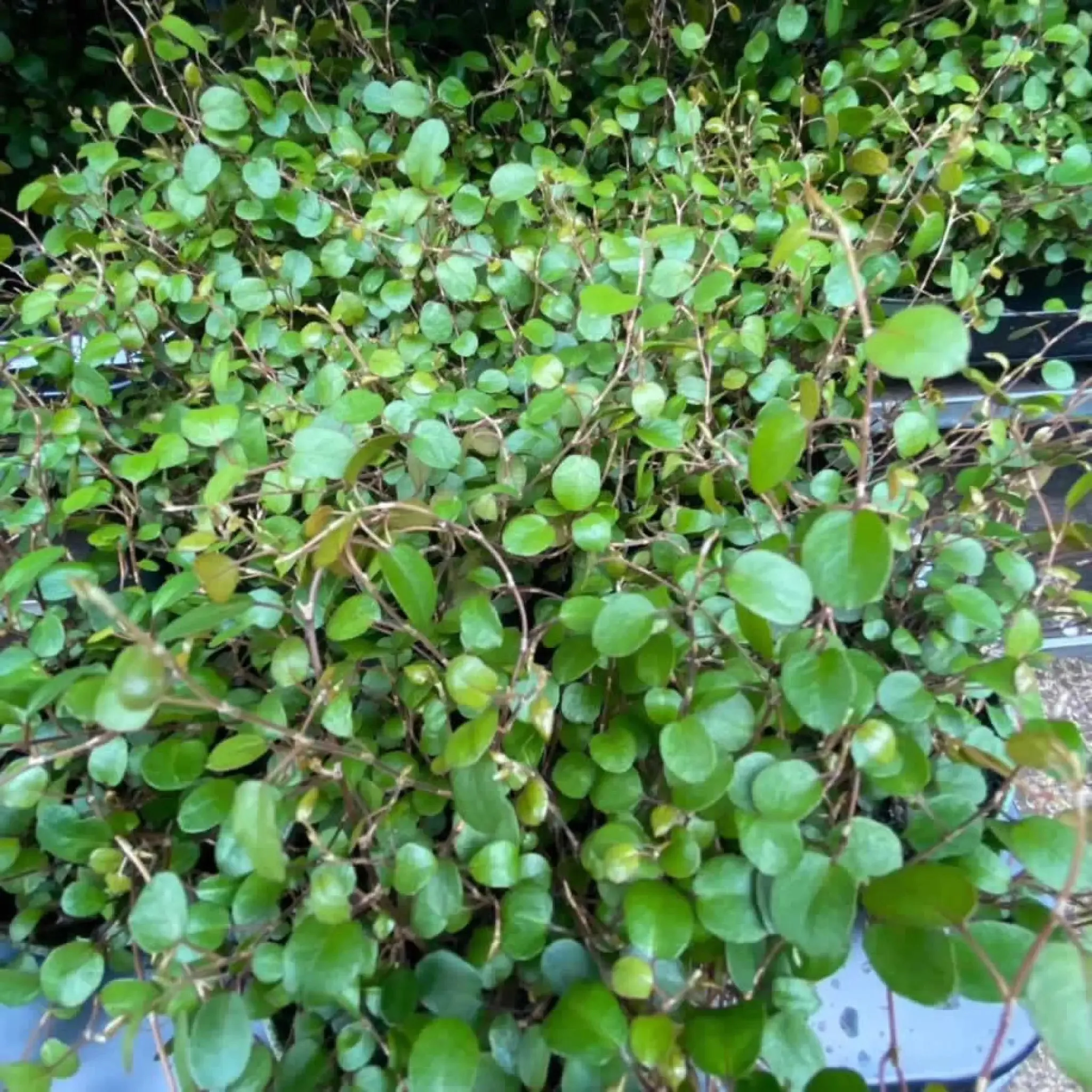 Maidenhair Vine (Muehlenbeckia complexa)