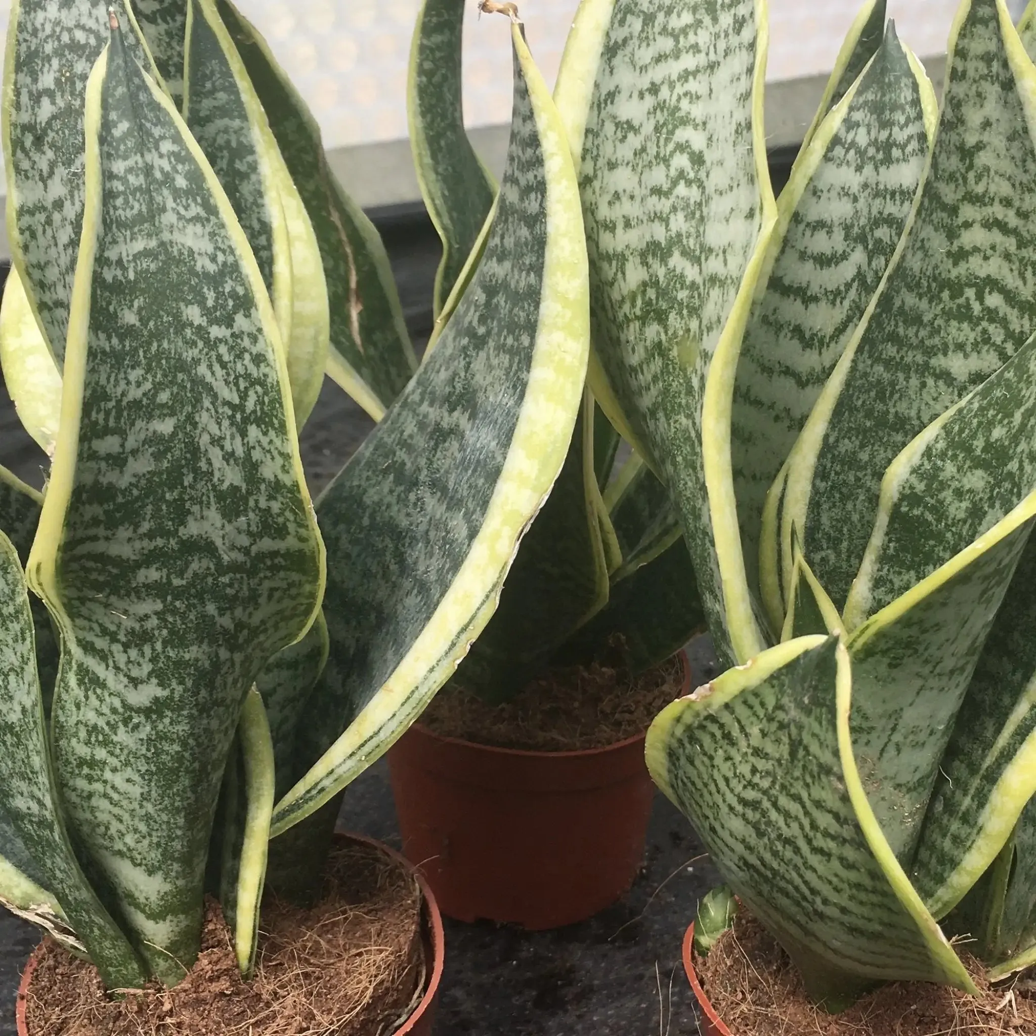 Mother-in-law's Tongue (Sansevieria trifasciata)