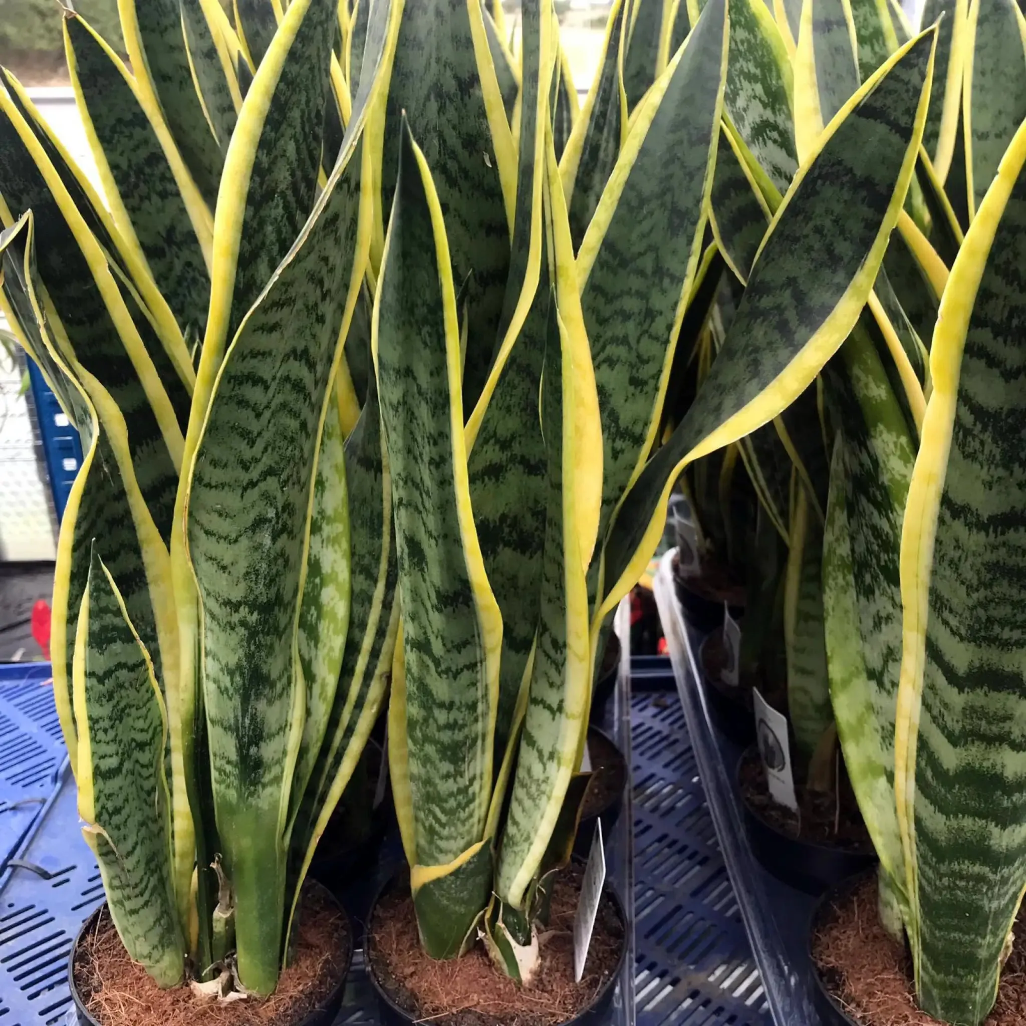 Mother-in-law's Tongue (Sansevieria trifasciata)