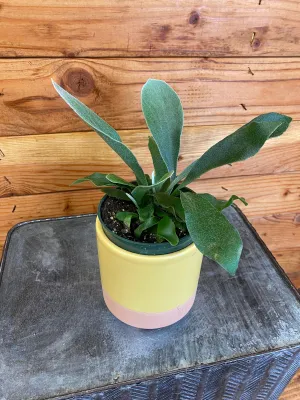 Platycerium Netherlands Staghorn Fern, 4" Plant