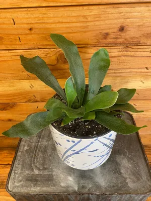 Platycerium Netherlands Staghorn Fern, 6" Plant