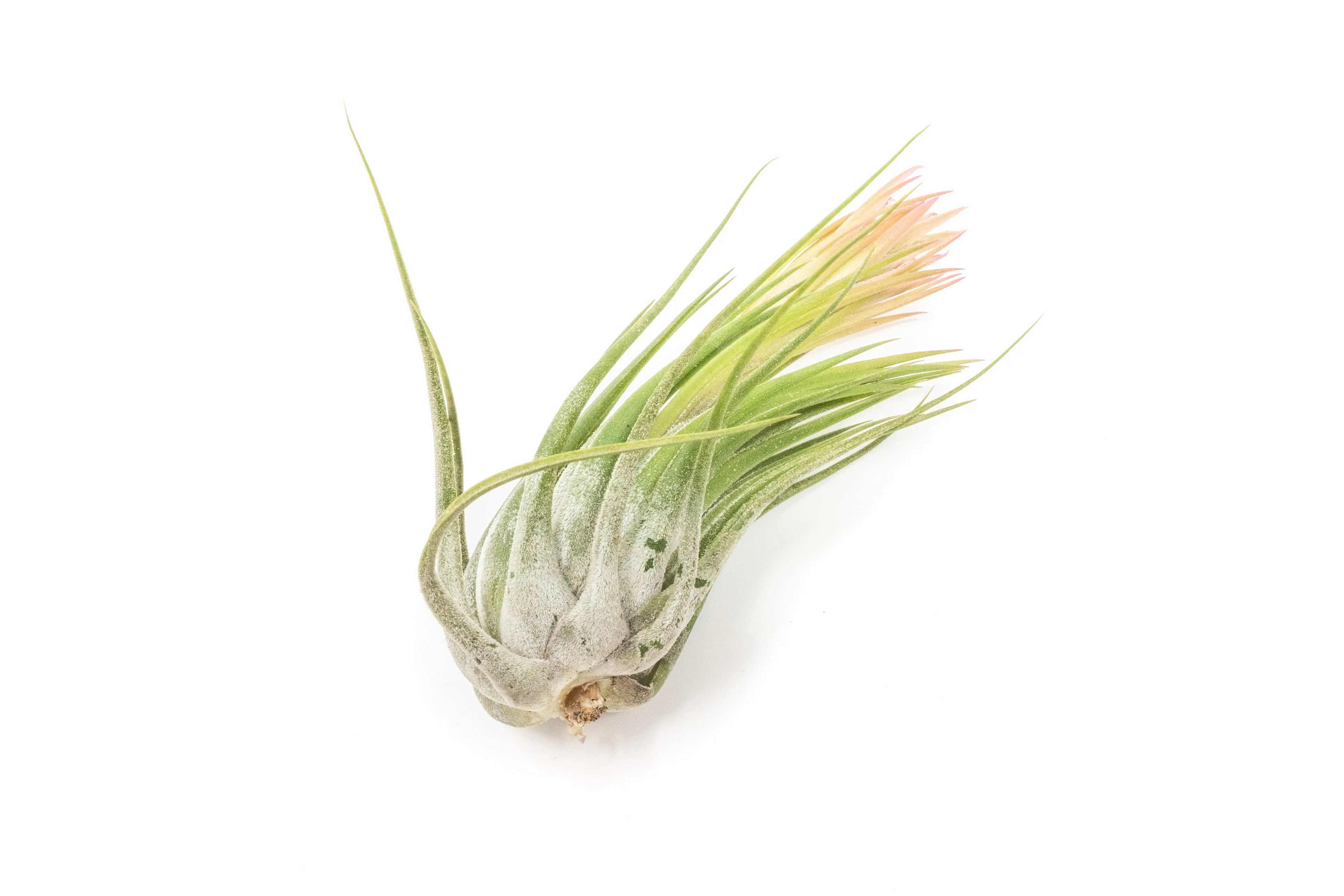 SALE - Large Tillandsia Ionantha Scaposa - Set of 10 or 20 Air Plants - 40% Off