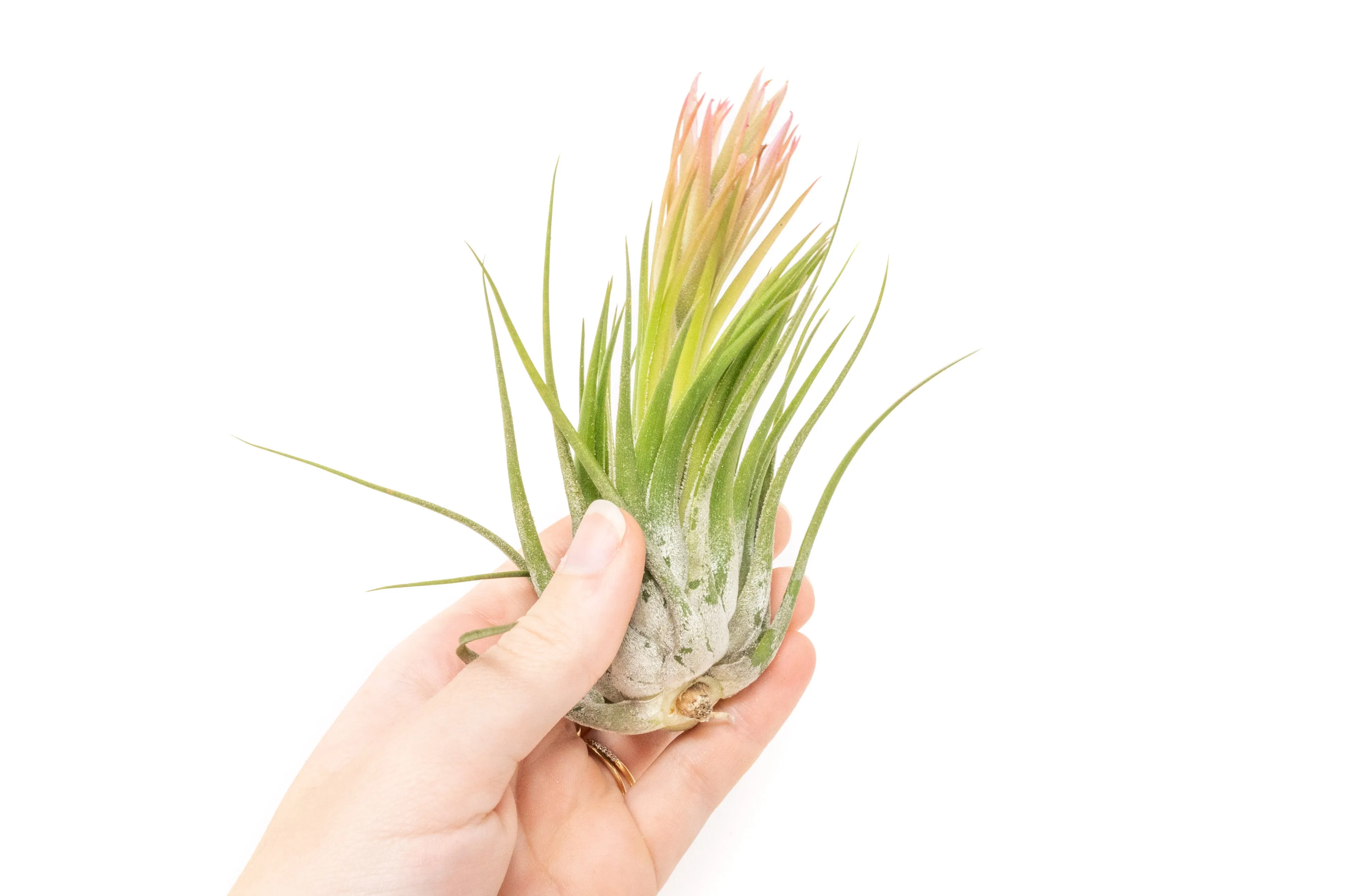 SALE - Large Tillandsia Ionantha Scaposa - Set of 10 or 20 Air Plants - 40% Off