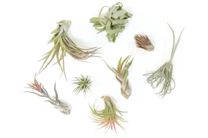 SALE - Tillandsia Air Plant Grab Bag of Premium Medium & Large Plants - Set of 10 - 50% Off