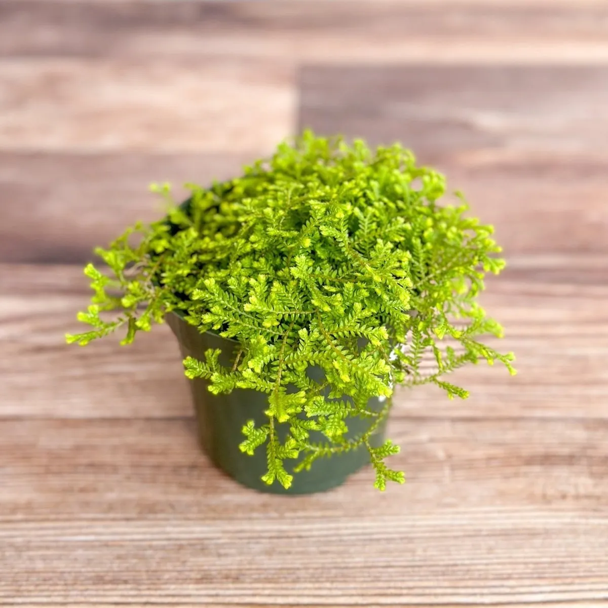 Selaginella kraussiana ‘Aurea’ - Golden Clubmoss