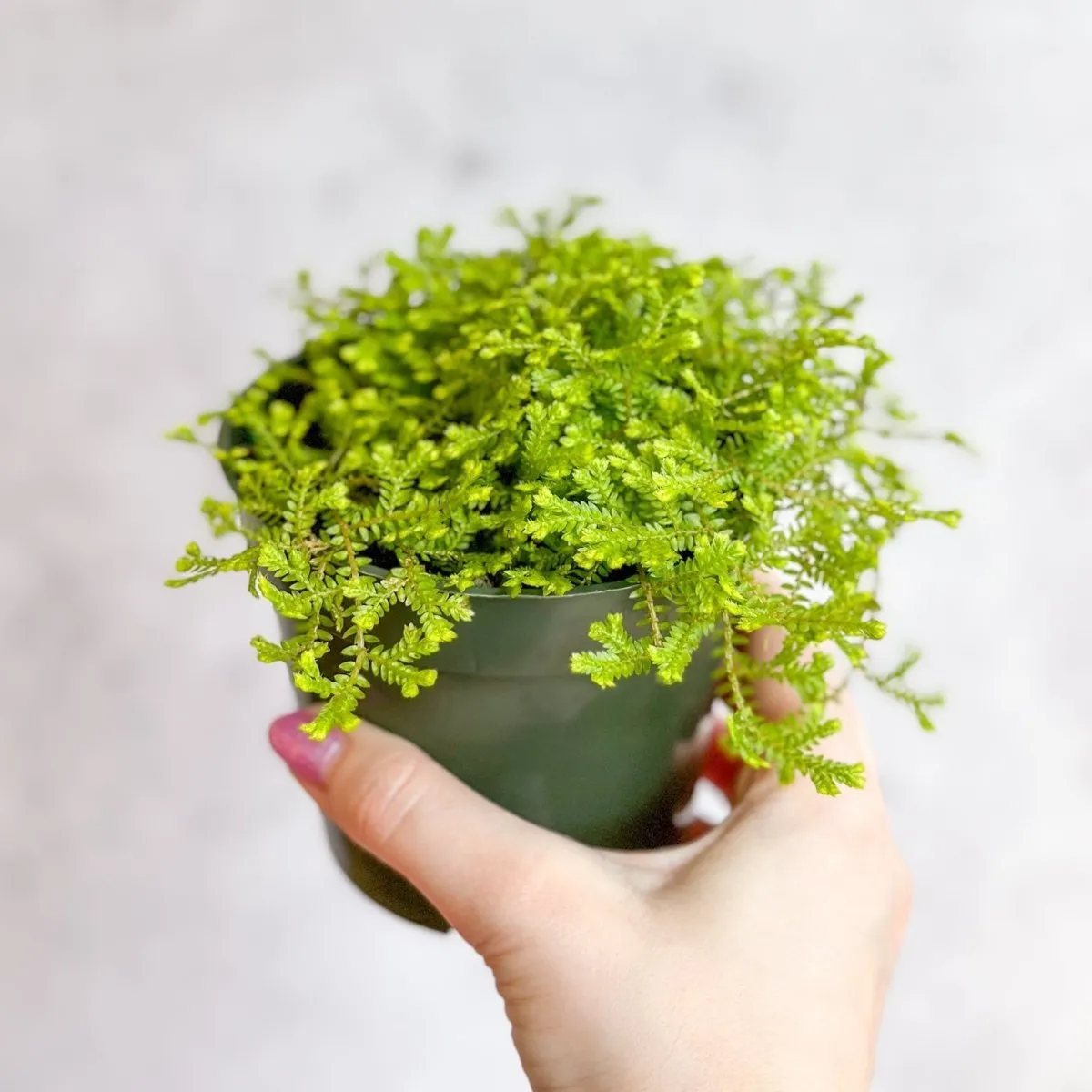 Selaginella kraussiana ‘Aurea’ - Golden Clubmoss