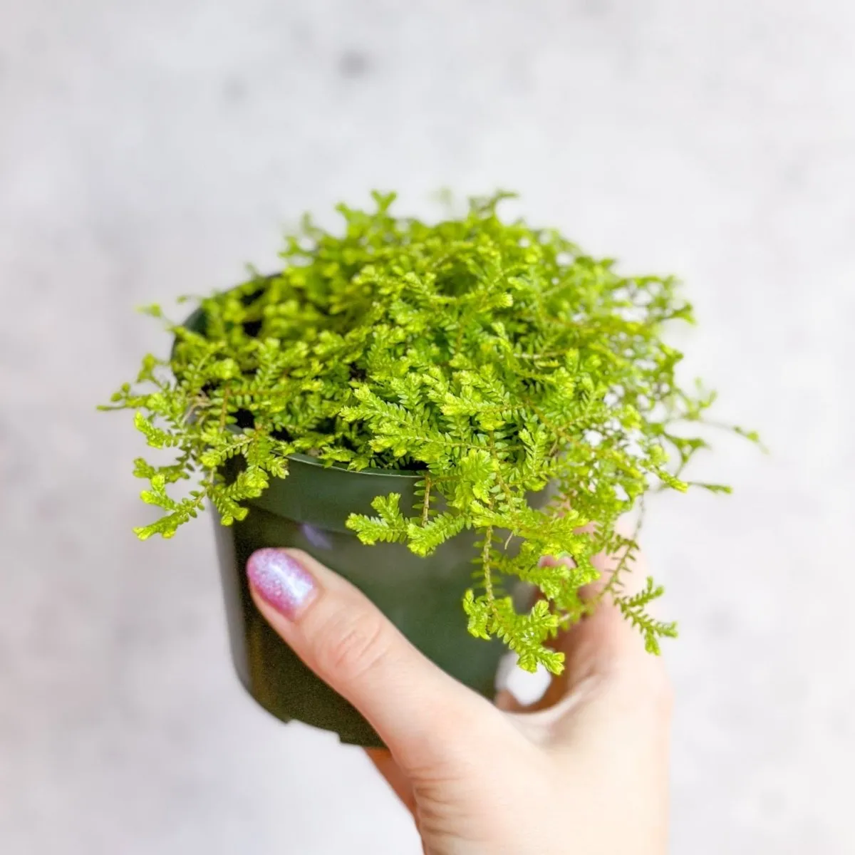 Selaginella kraussiana ‘Aurea’ - Golden Clubmoss