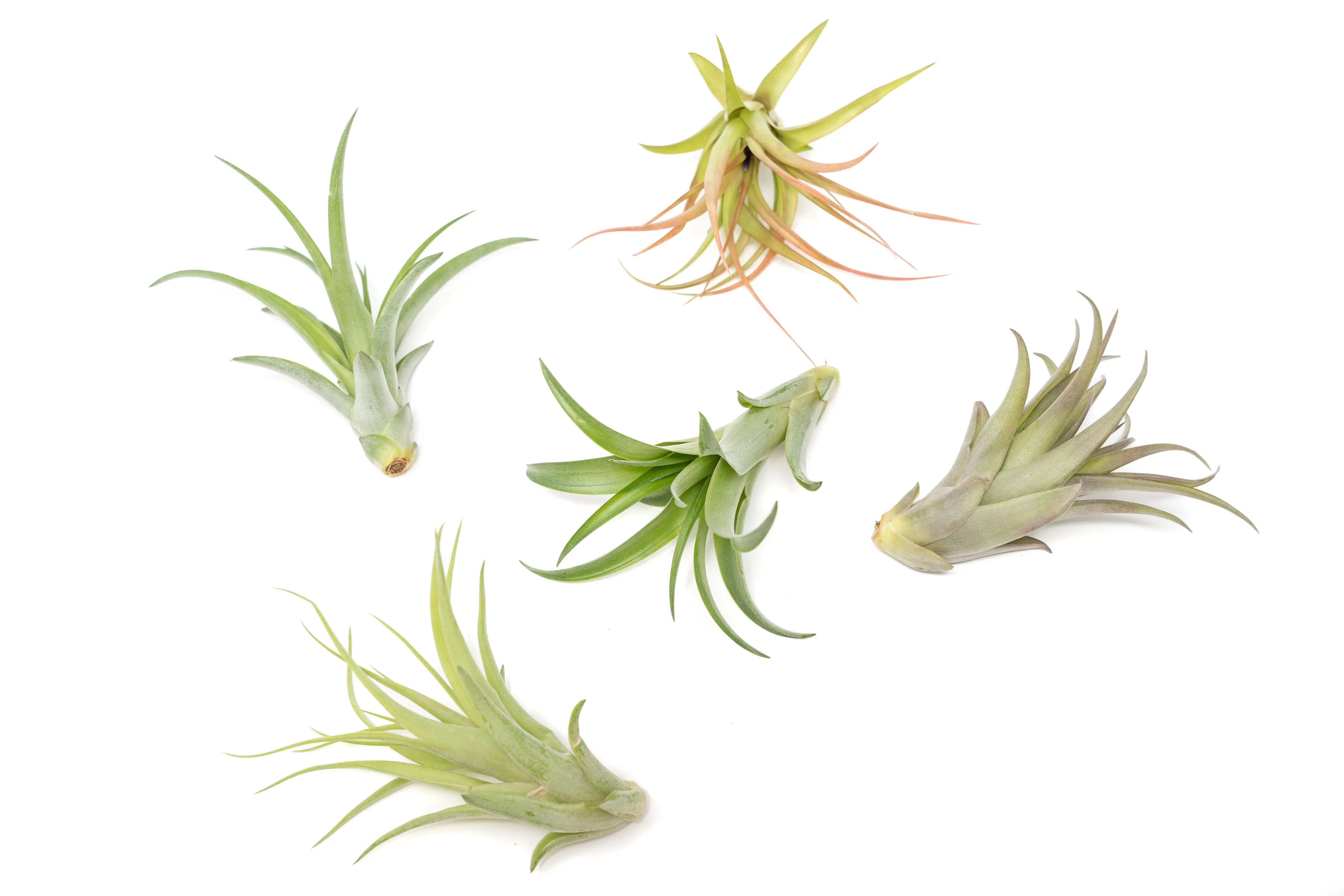 Set of 3 Tillandsia Brachycaulos Green Abdita Air Plants