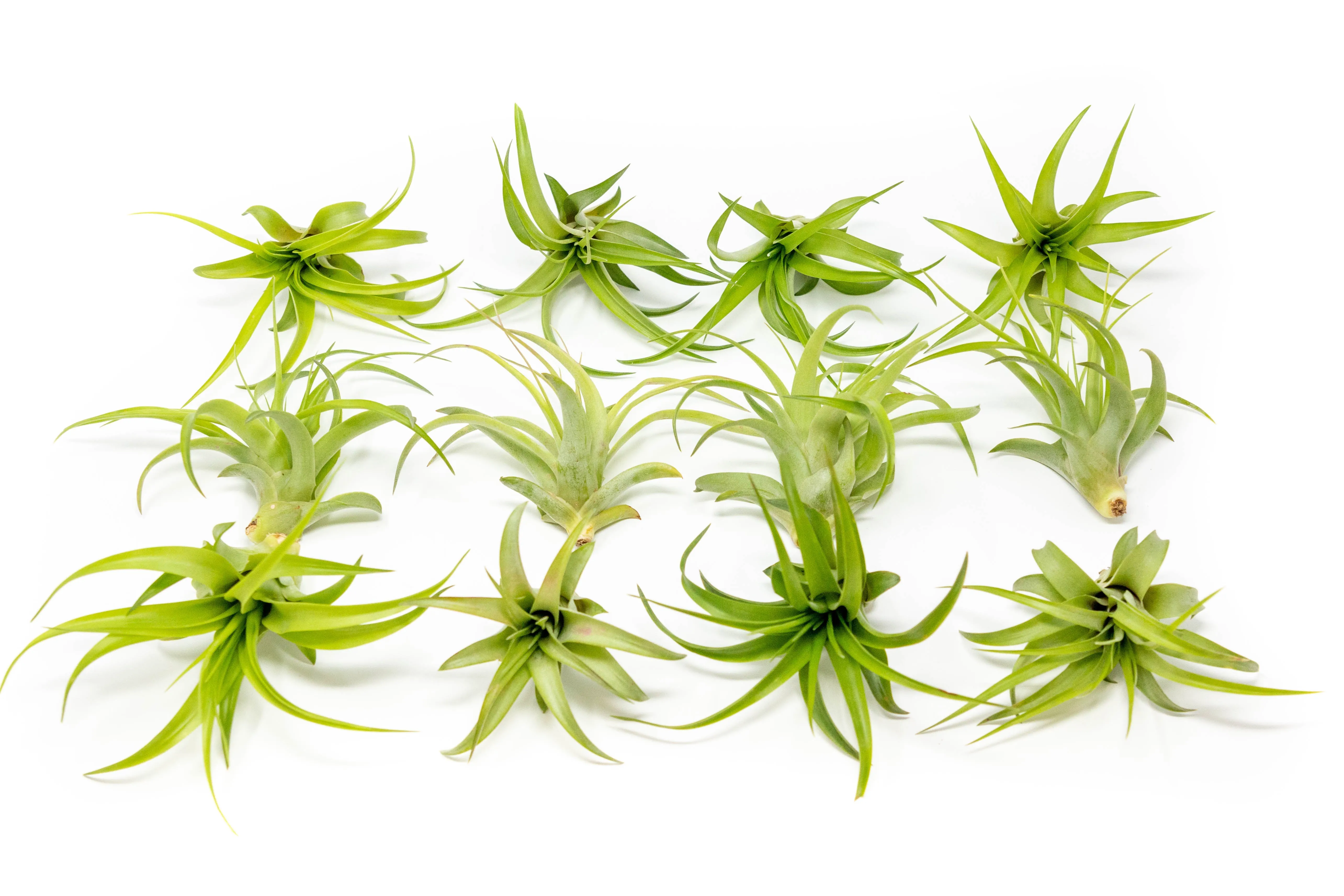 Set of 3 Tillandsia Brachycaulos Green Abdita Air Plants