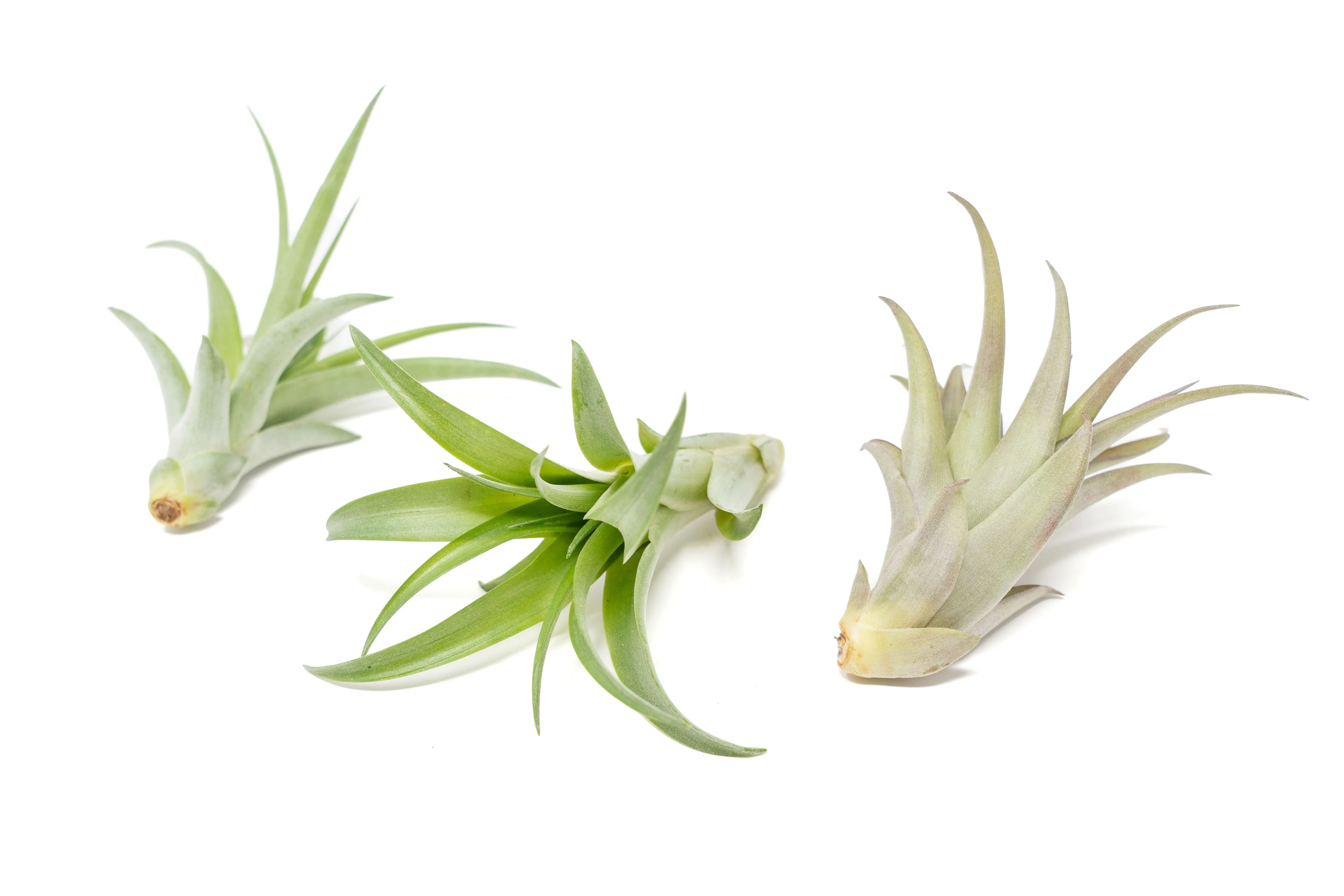 Set of 3 Tillandsia Brachycaulos Green Abdita Air Plants