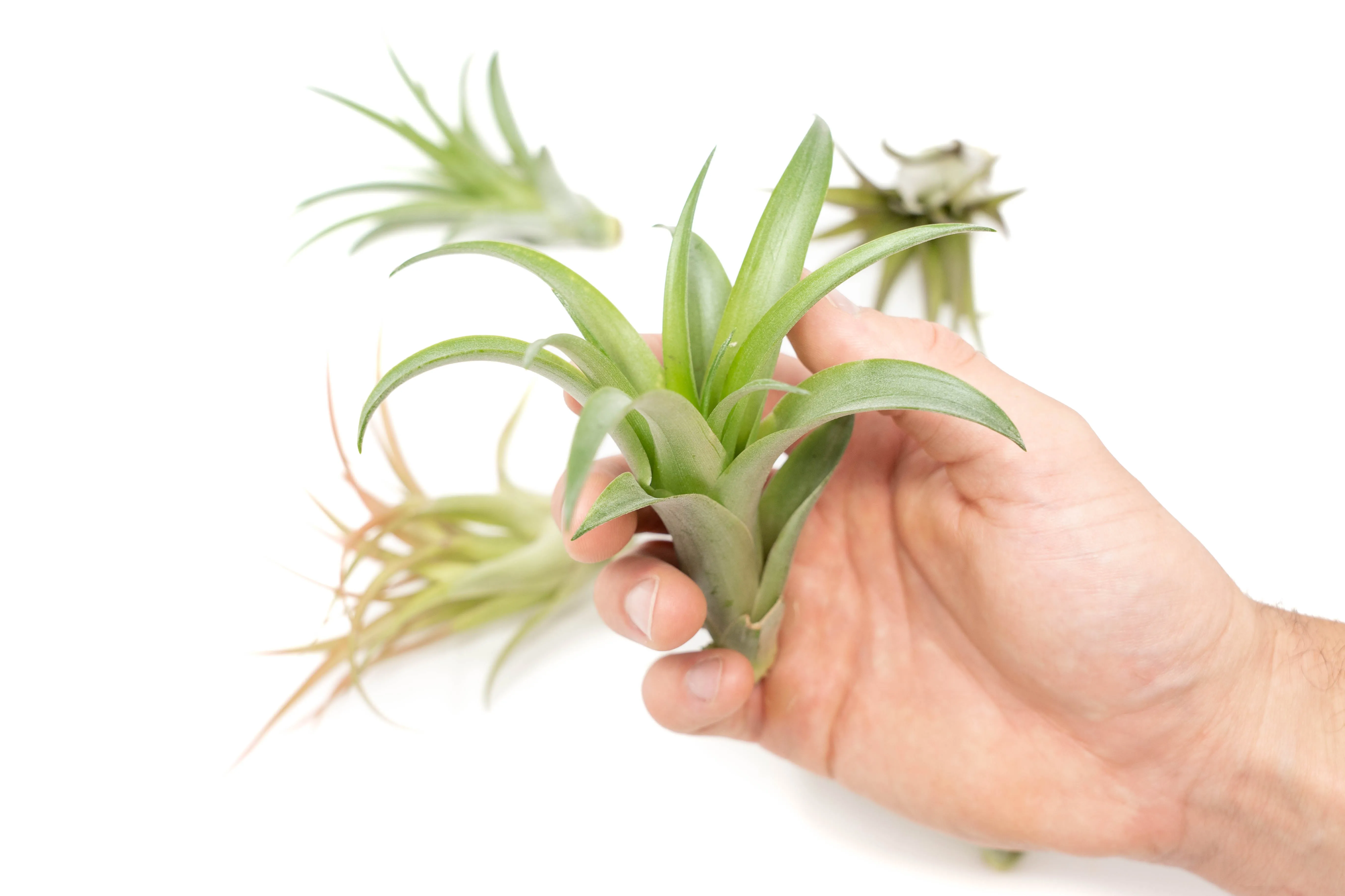 Set of 3 Tillandsia Brachycaulos Green Abdita Air Plants