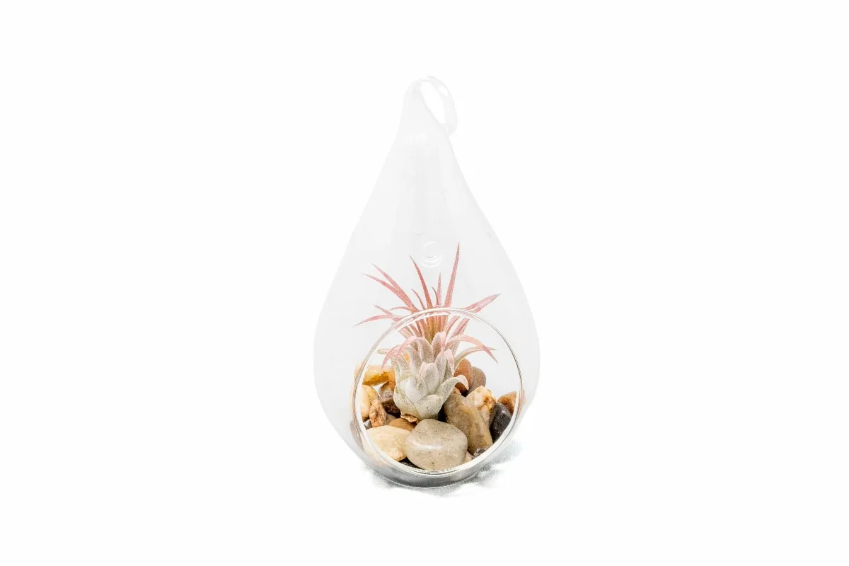 Teardrop Terrarium with Tillandsia Ionantha Guatemala & Riverstones