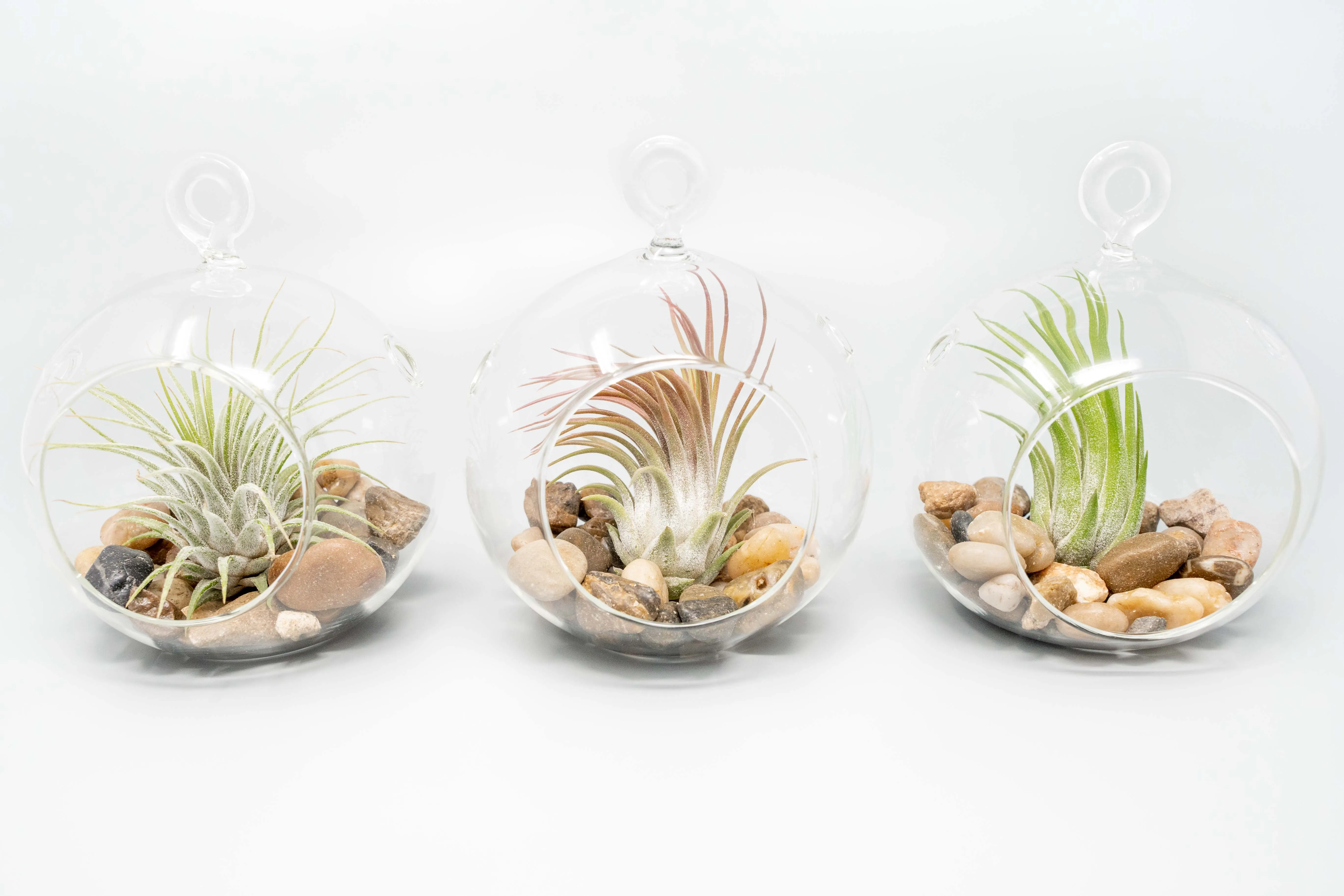 Terrarium Globe with Flat Bottom, Air Plant & River Stones