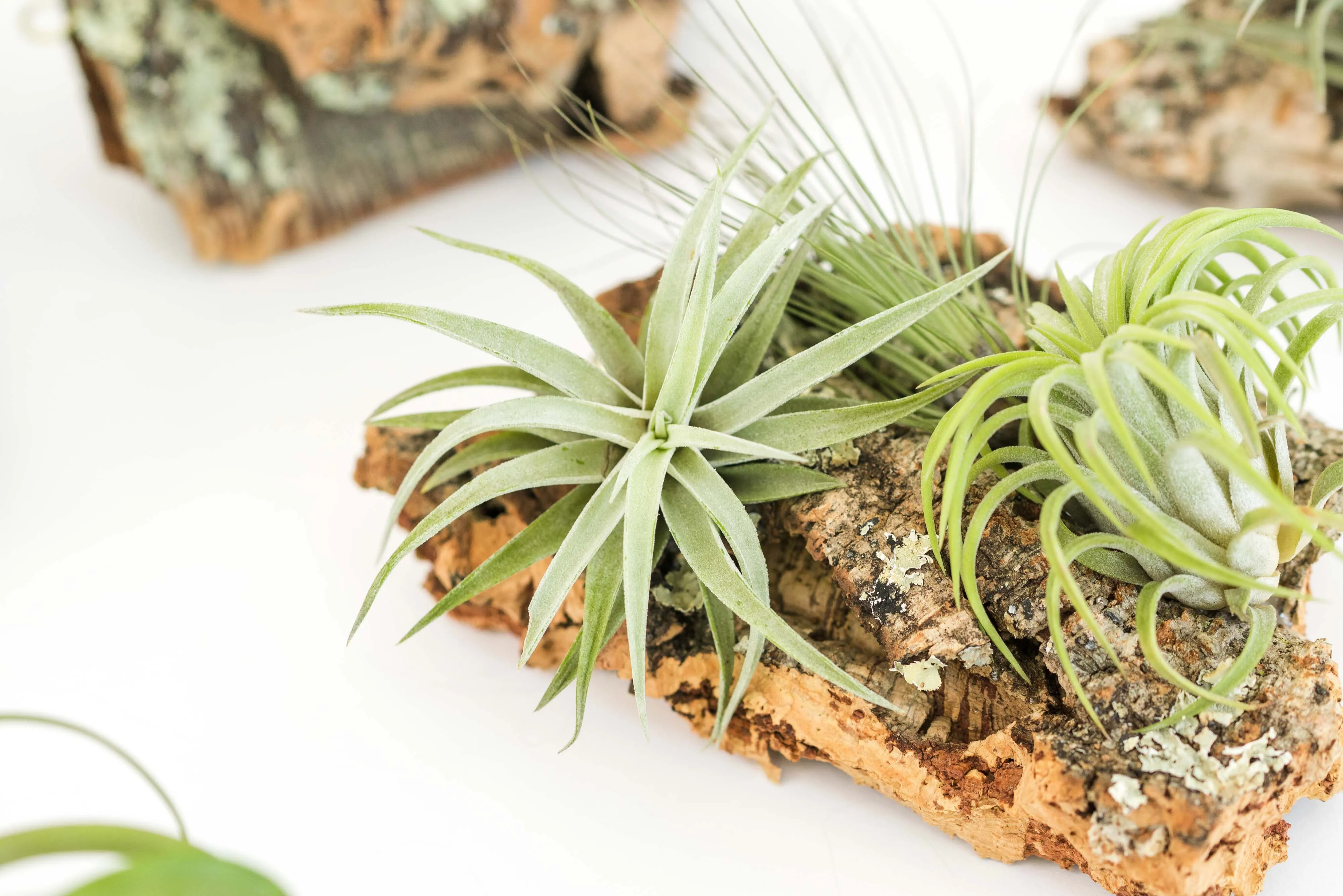 Wholesale - Best Seller Air Plant & Display Variety Bundle