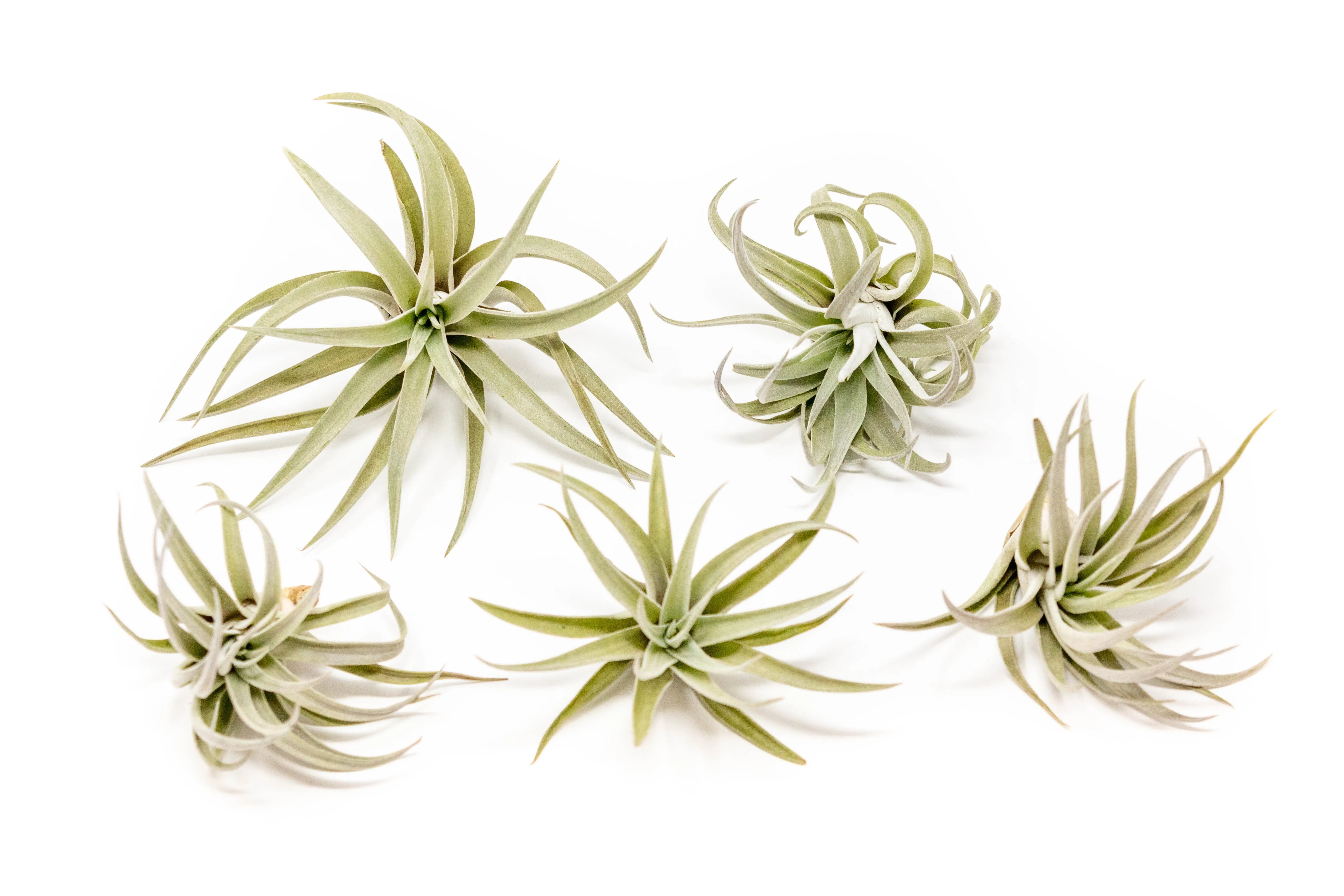 Wholesale - Best Seller Air Plant & Display Variety Bundle