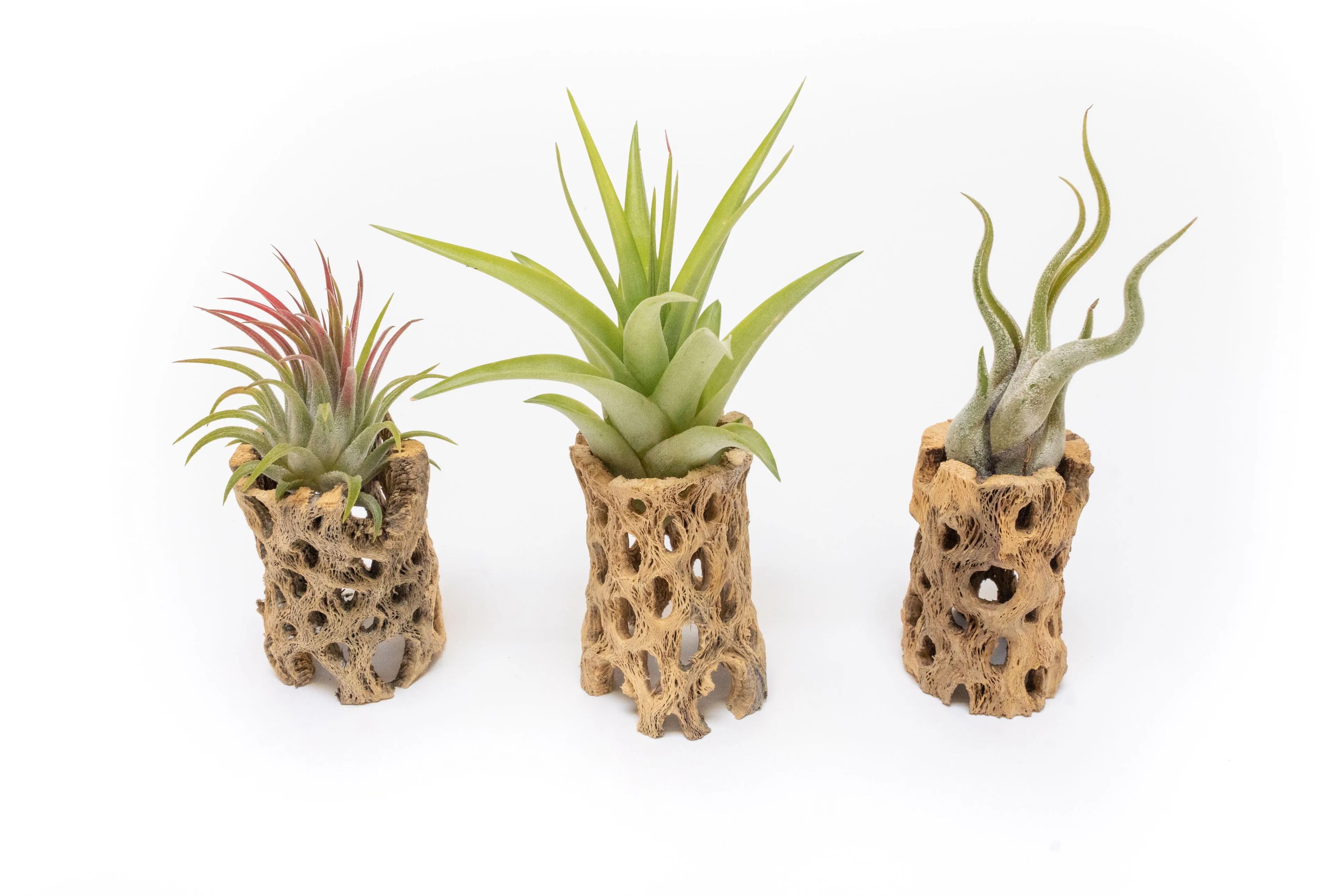 Wholesale - Best Seller Air Plant & Display Variety Bundle