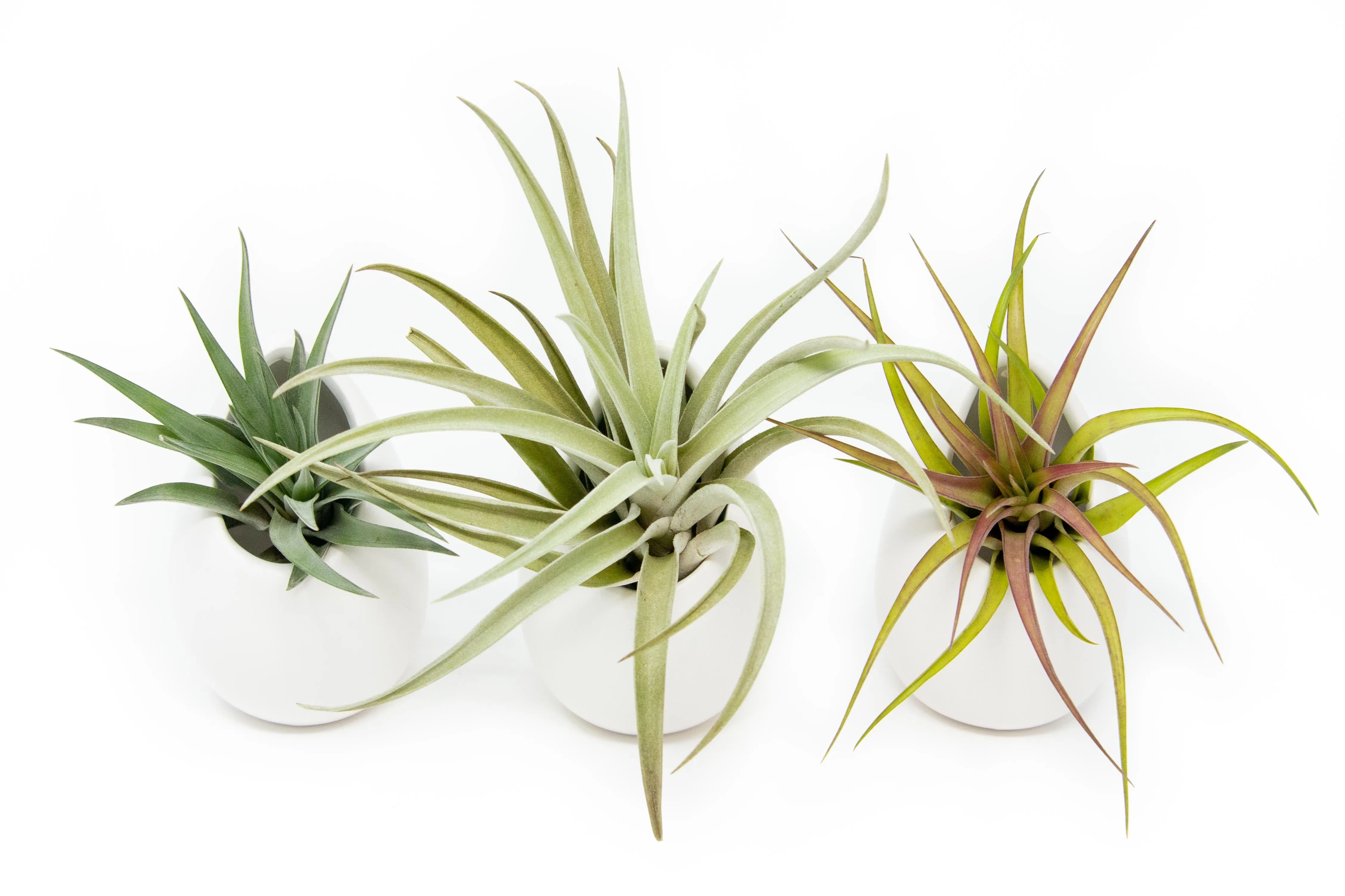 Wholesale - Best Seller Air Plant & Display Variety Bundle