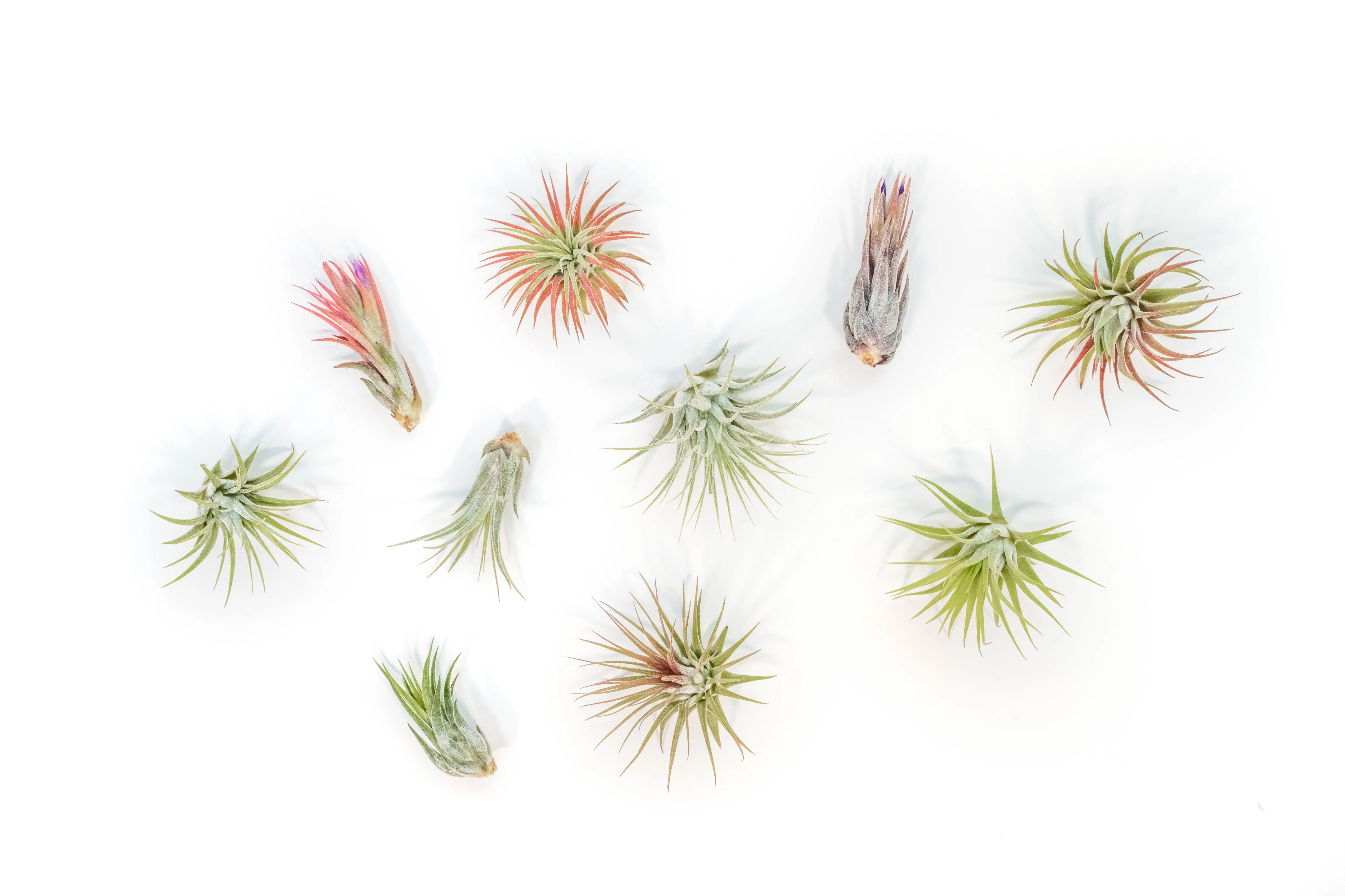 Wholesale - Best Seller Air Plant & Display Variety Bundle