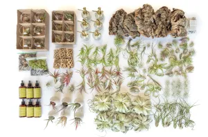 Wholesale - Best Seller Air Plant & Display Variety Bundle