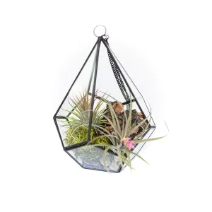 Wholesale - DIY Glass Diamond Terrarium with Kit and Two Tillandsia Air Plants