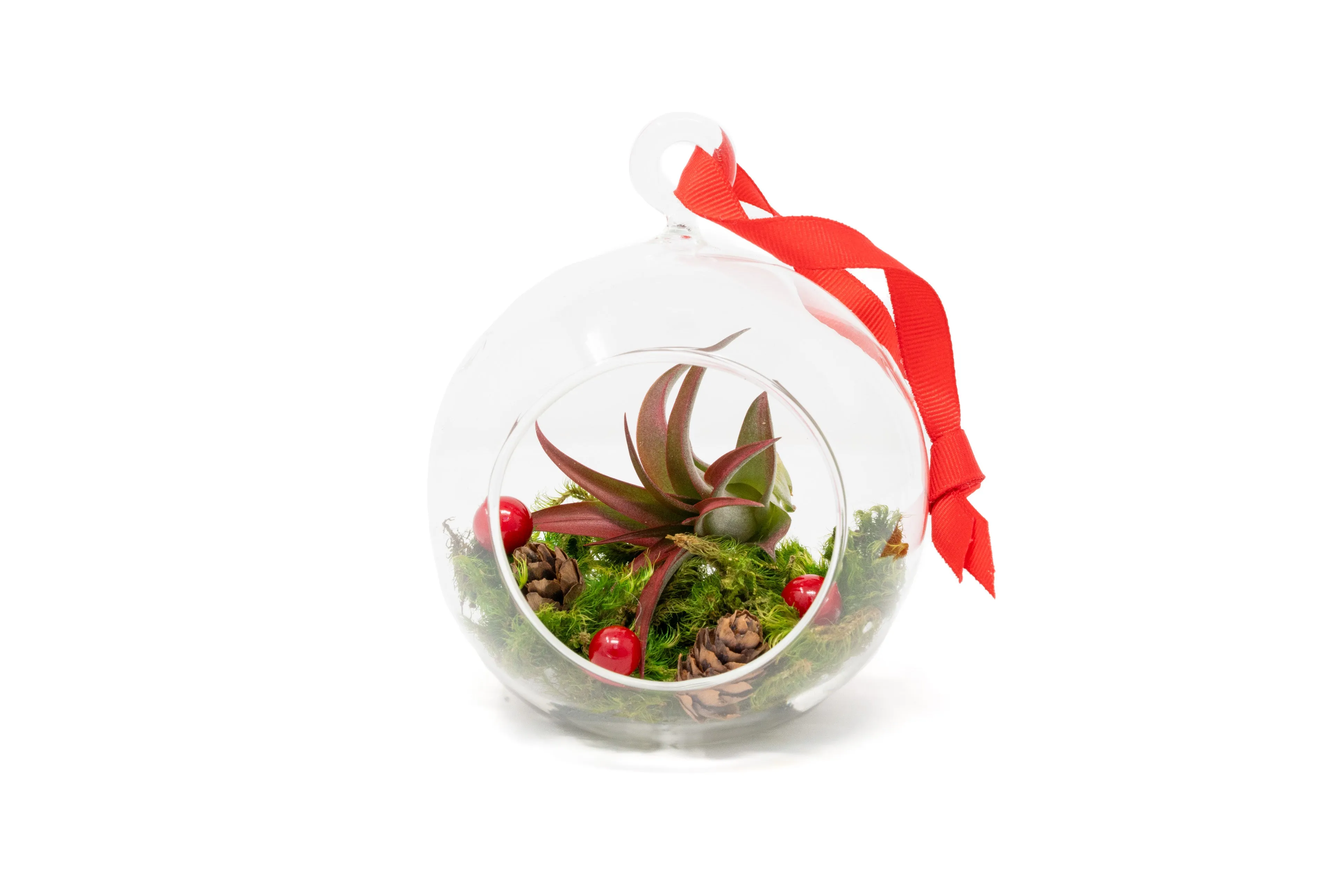 Wholesale - Festive Forest Terrarium/Ornaments with Red Abdita and Tectorum Air Plants