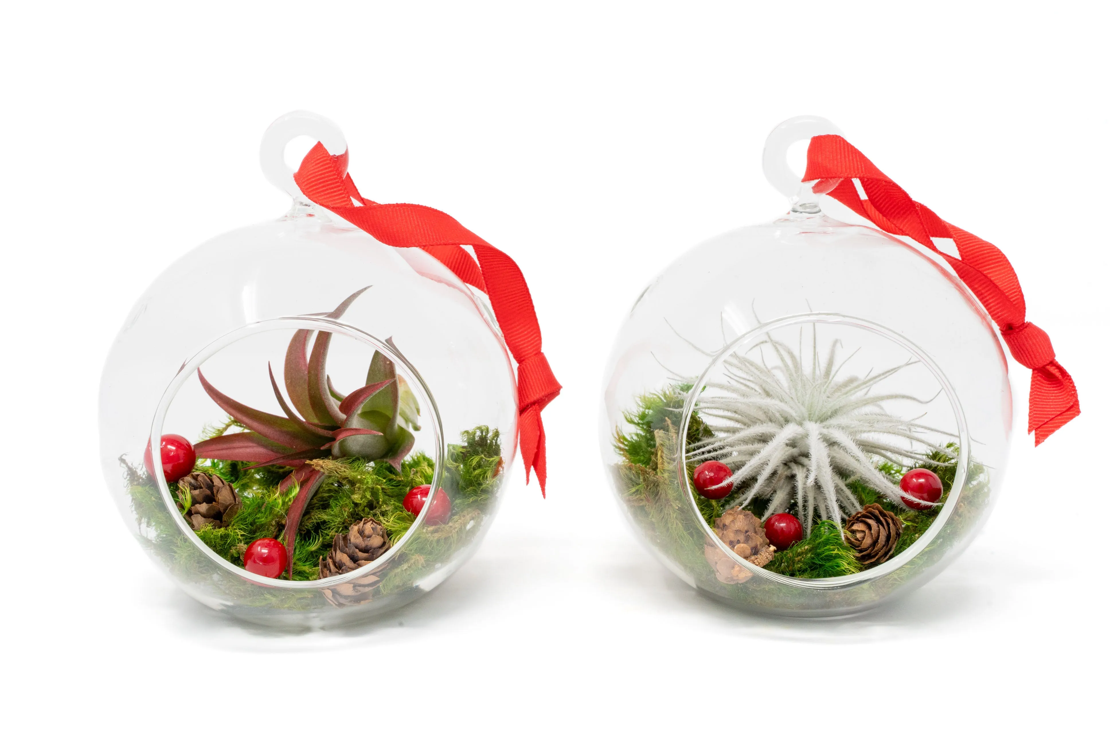 Wholesale - Festive Forest Terrarium/Ornaments with Red Abdita and Tectorum Air Plants