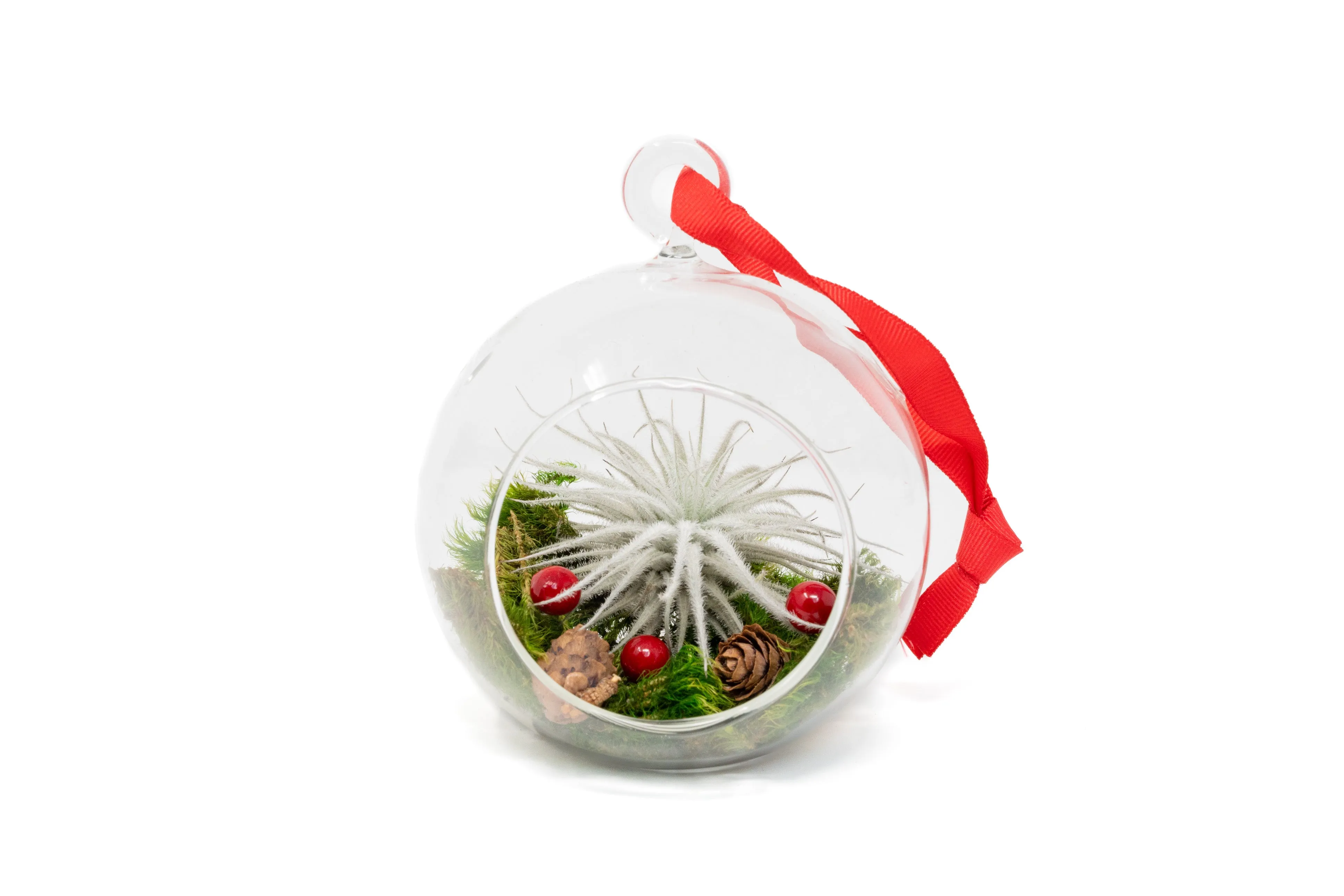 Wholesale - Festive Forest Terrarium/Ornaments with Red Abdita and Tectorum Air Plants