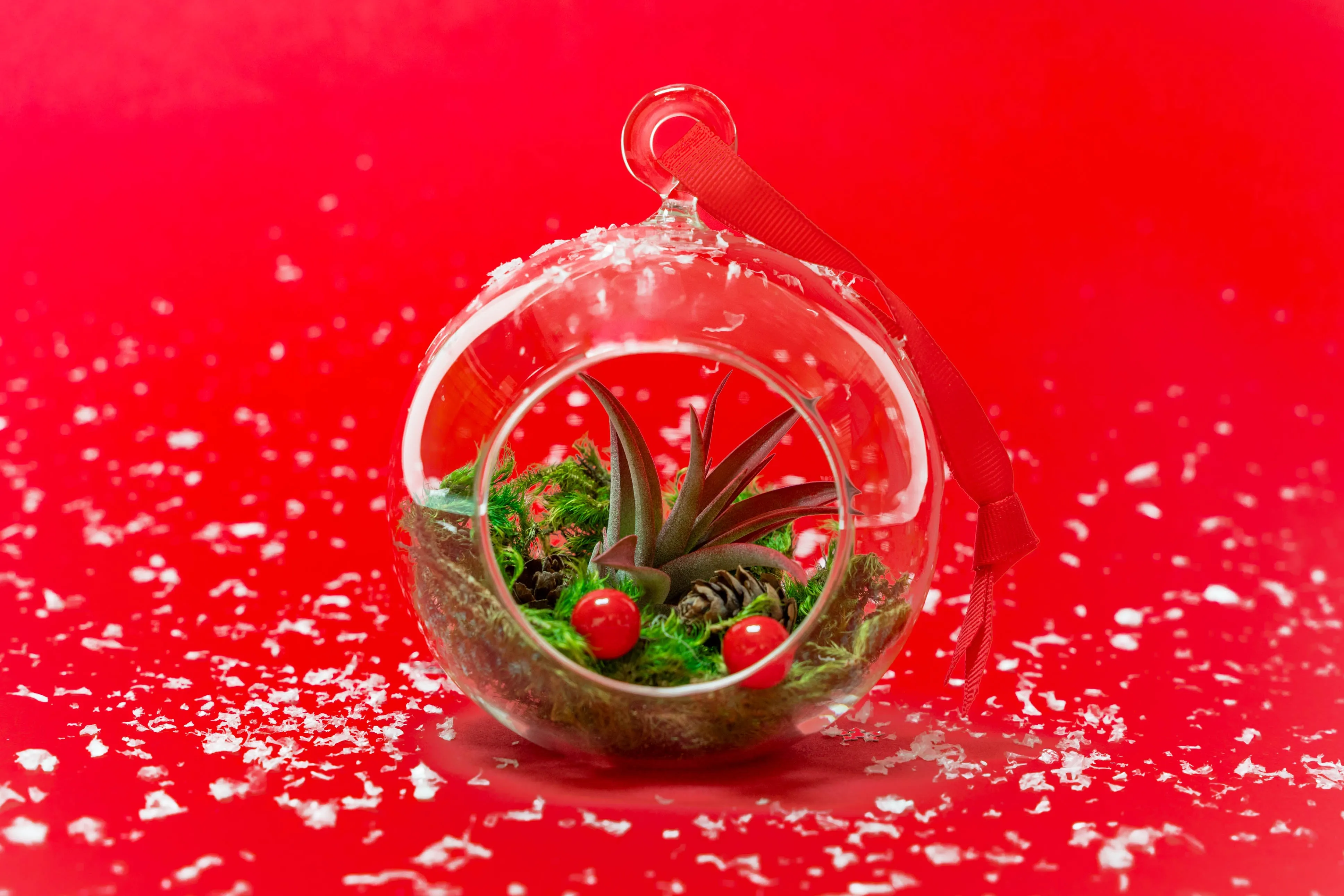 Wholesale - Festive Forest Terrarium/Ornaments with Red Abdita and Tectorum Air Plants