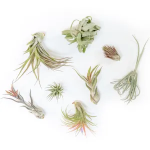 Wholesale Special - Premium Grab Bag of Medium and Large Tillandsia Air Plants