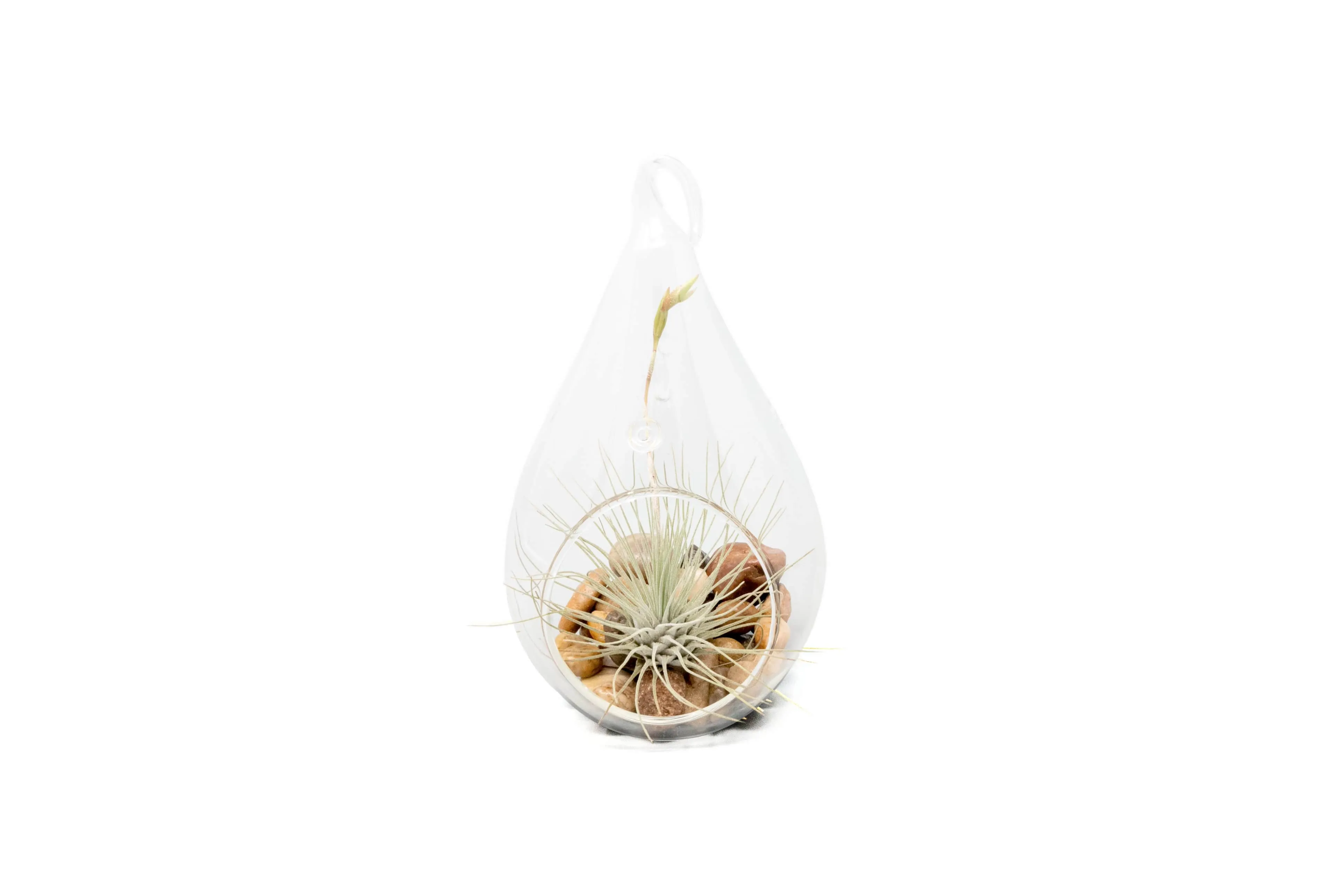 Wholesale - Teardrop Terrarium with Tillandsia Argentea Thin Air Plant & Riverstones