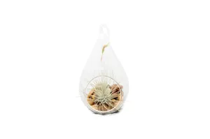 Wholesale - Teardrop Terrarium with Tillandsia Argentea Thin Air Plant & Riverstones