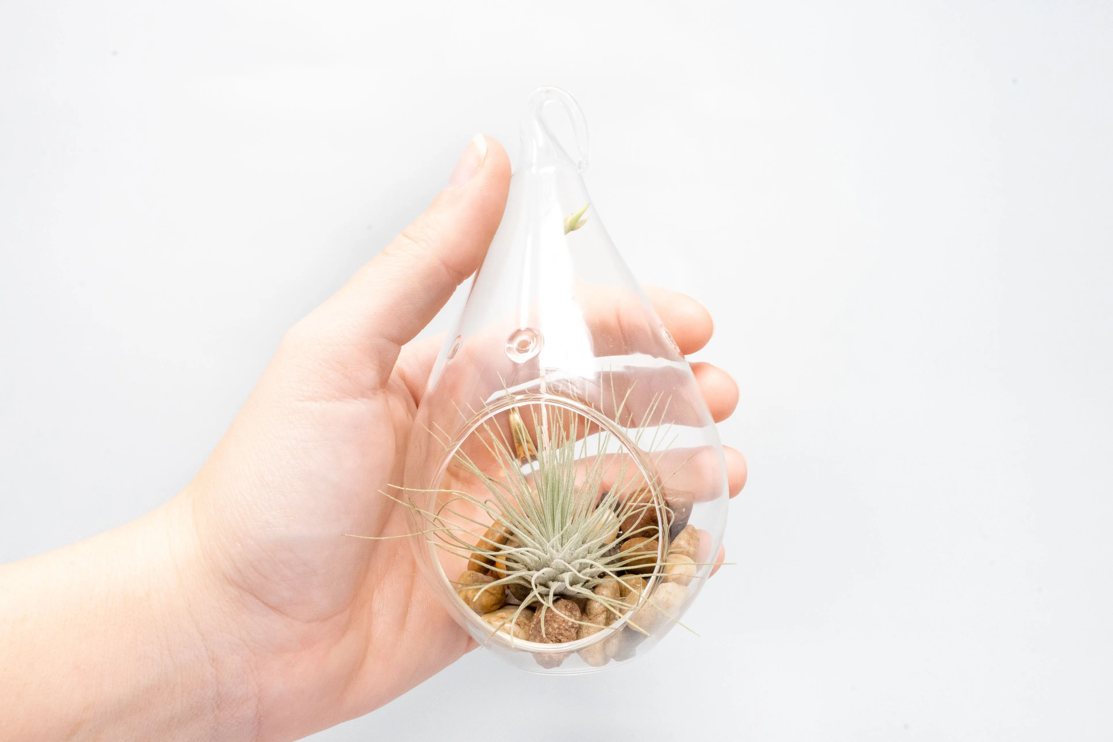 Wholesale - Teardrop Terrarium with Tillandsia Argentea Thin Air Plant & Riverstones