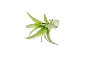 Wholesale - Tillandsia Abdita Air Plants