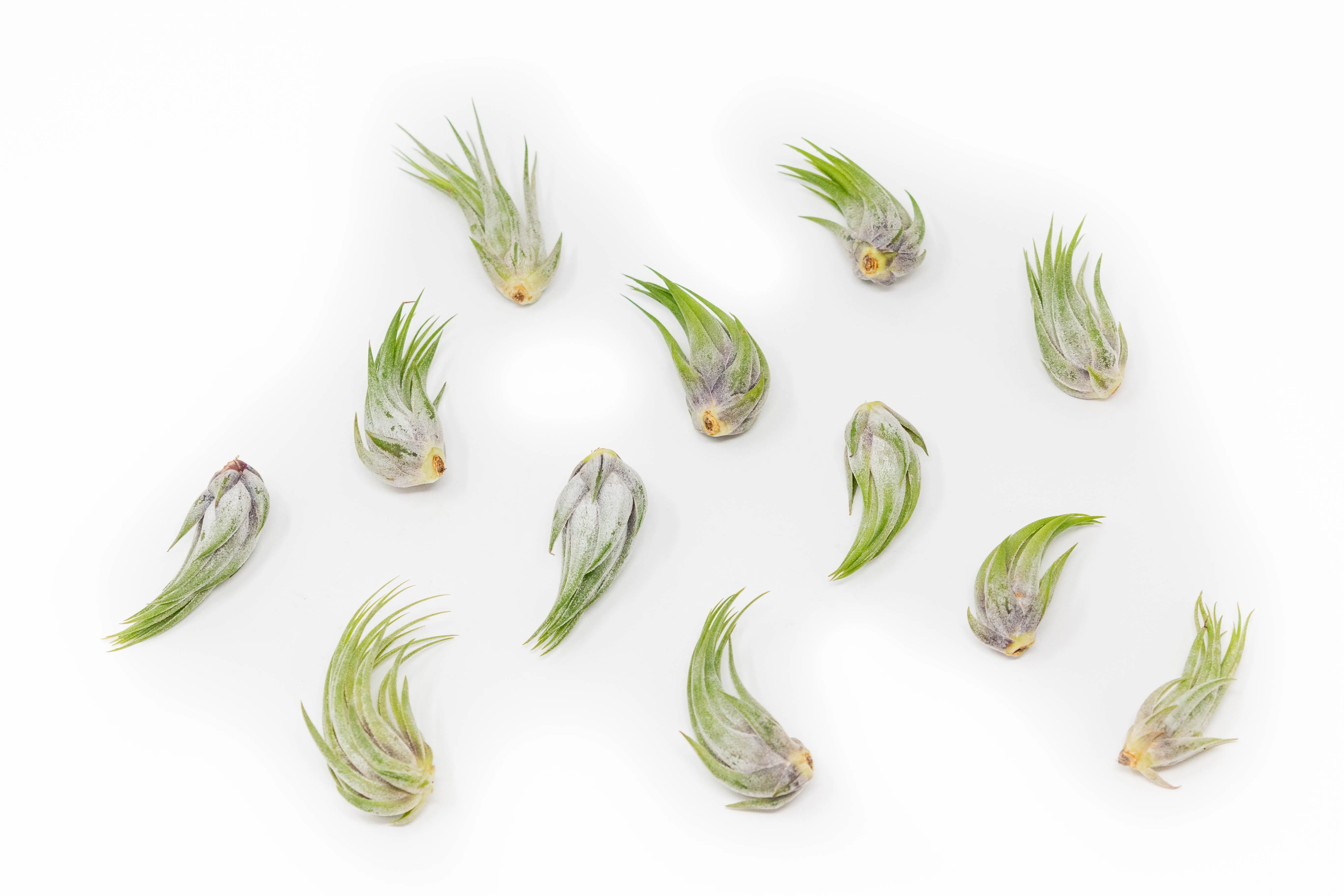 Wholesale - Tillandsia Ionantha Scaposa Air Plants